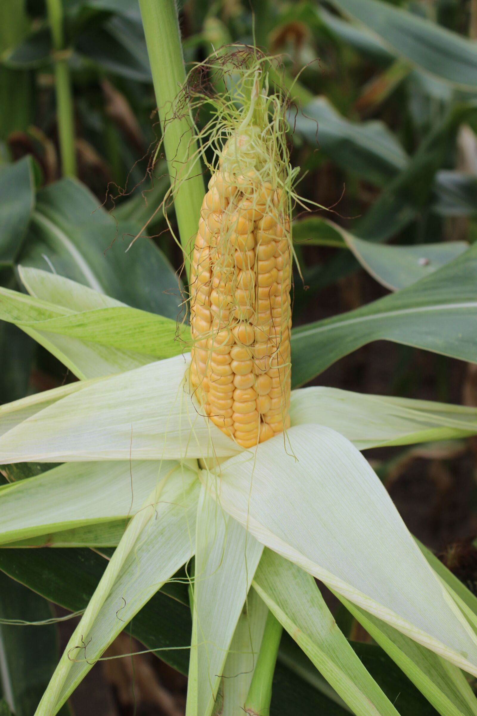 Canon EOS 600D (Rebel EOS T3i / EOS Kiss X5) sample photo. Corn, fruit, corn on photography