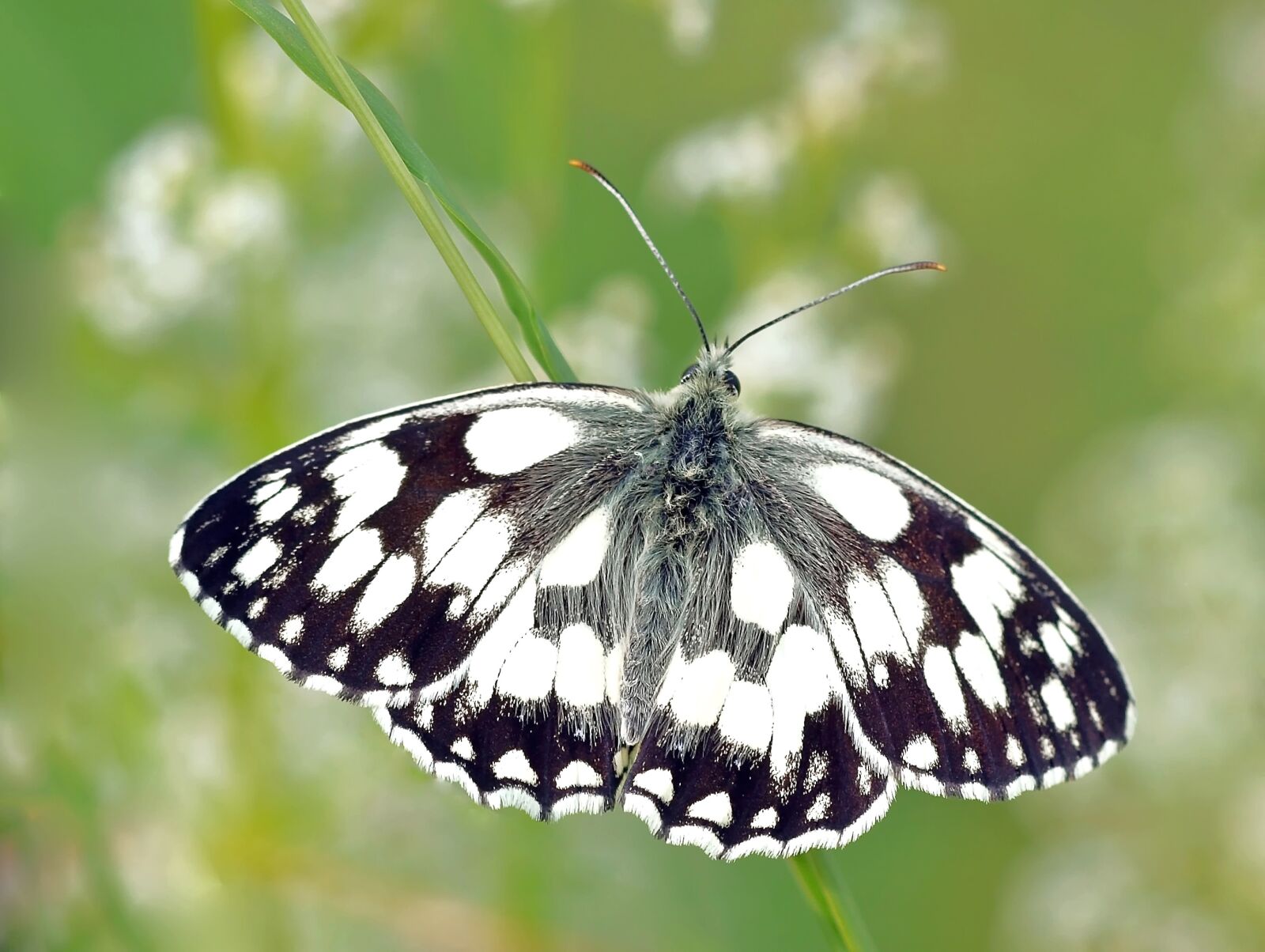 Olympus E-450 (EVOLT E-450) sample photo. Checkered butterfly, edelfalter, butterfly photography