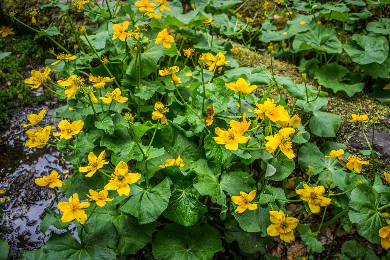 Nikon D3100 sample photo. Buttercup, flora, plant photography