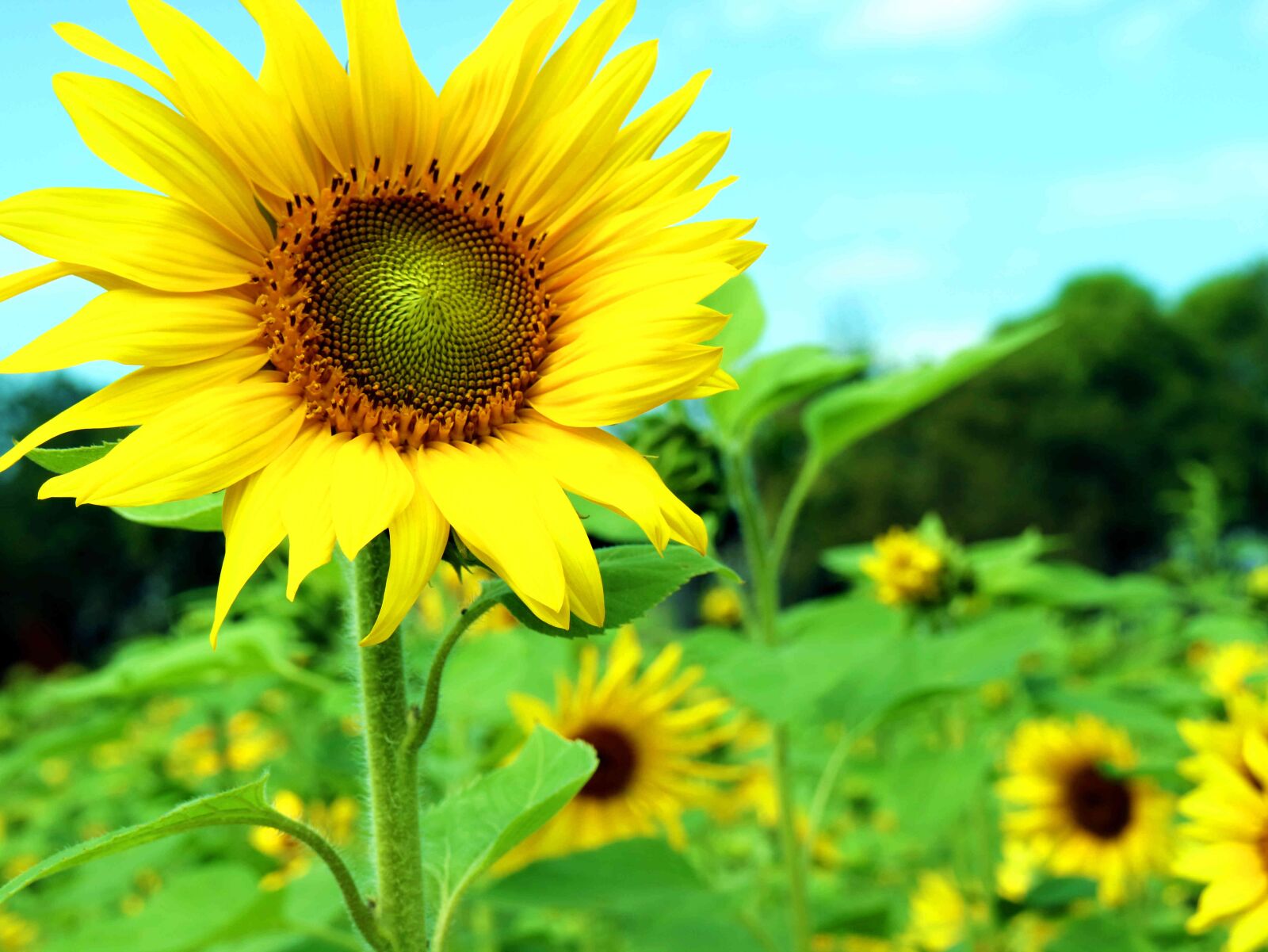 Canon EOS M3 sample photo. Sunflower, yellow, summer photography