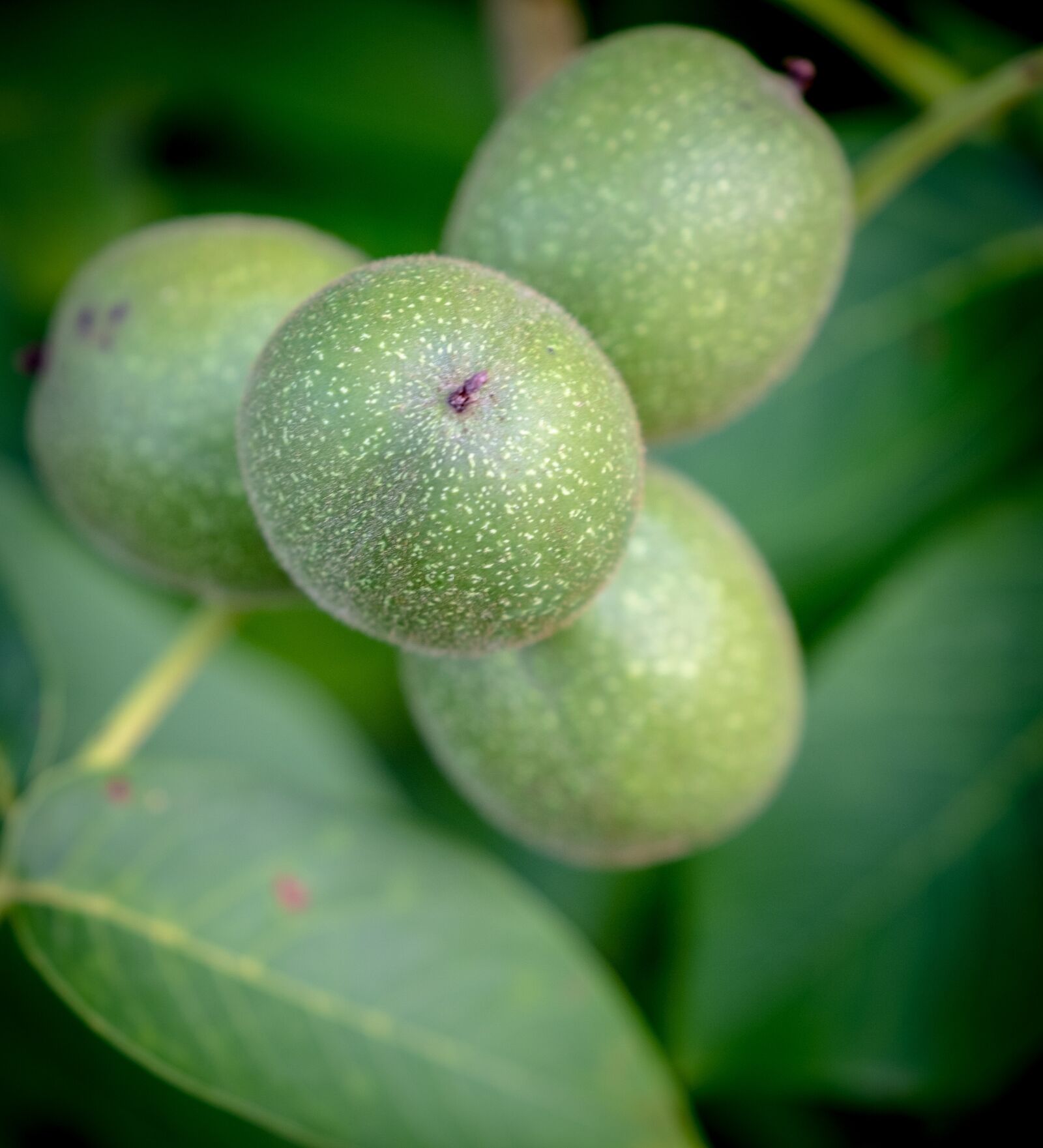 Fujifilm X-T2 sample photo. Apple, fruit, immature photography