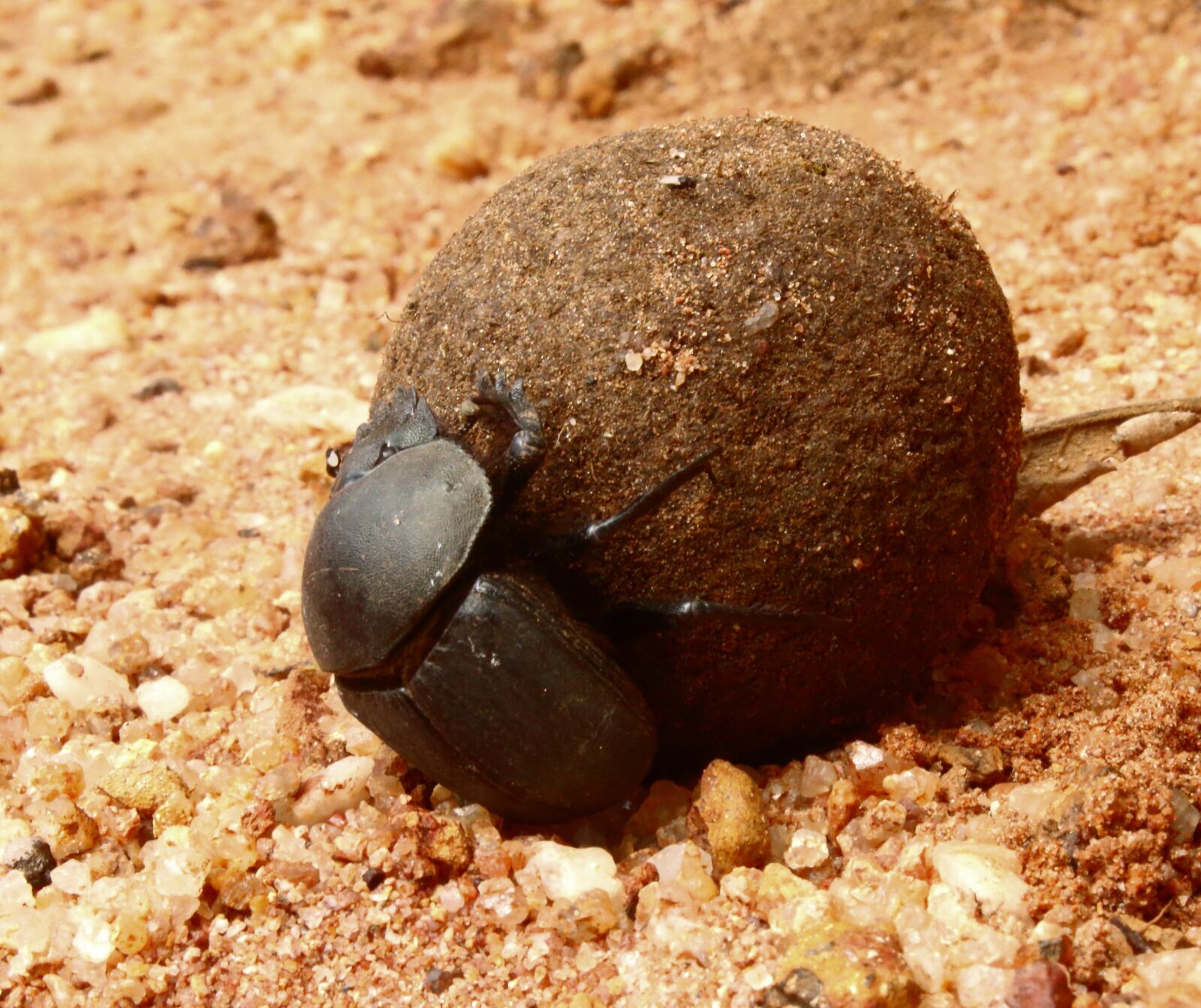 Canon EOS 1300D (EOS Rebel T6 / EOS Kiss X80) sample photo. Beetle, dung beetle, bugs photography