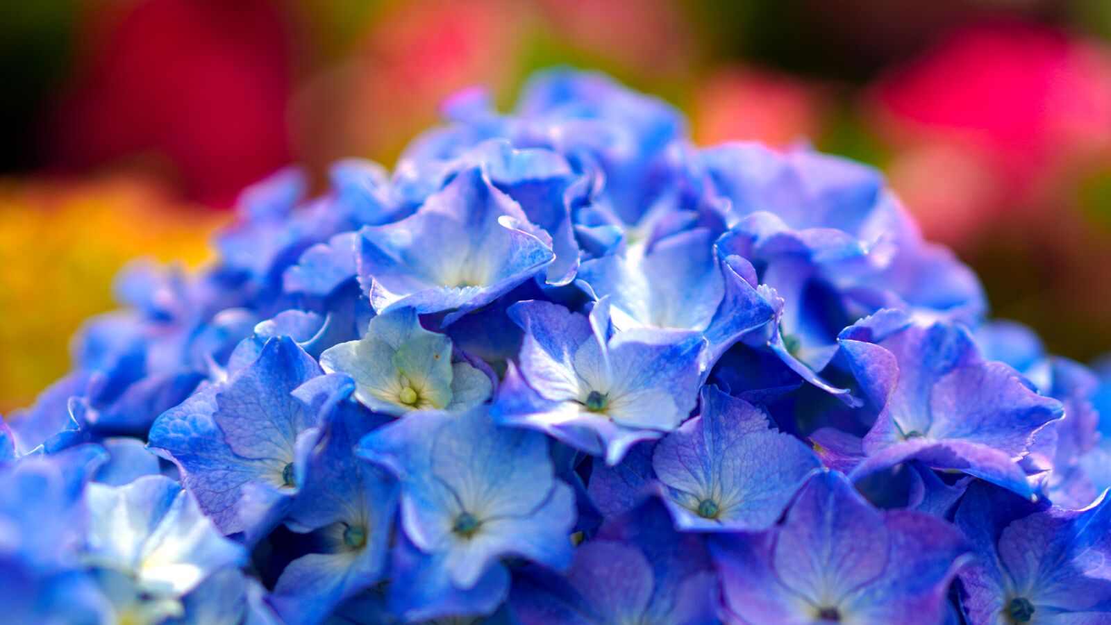 E 50mm F1.8 OSS sample photo. Hydrangea, blossom, bloom photography