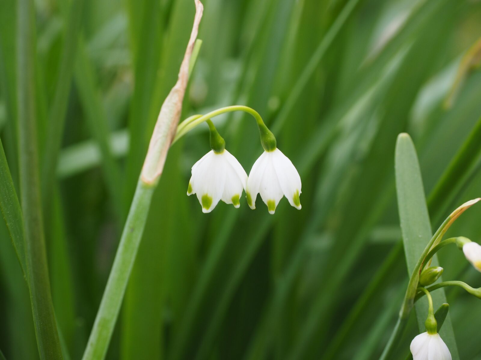 Olympus OM-D E-M1 + Olympus M.Zuiko Digital ED 12-40mm F2.8 Pro sample photo. Summer snowflake, flowers, white photography