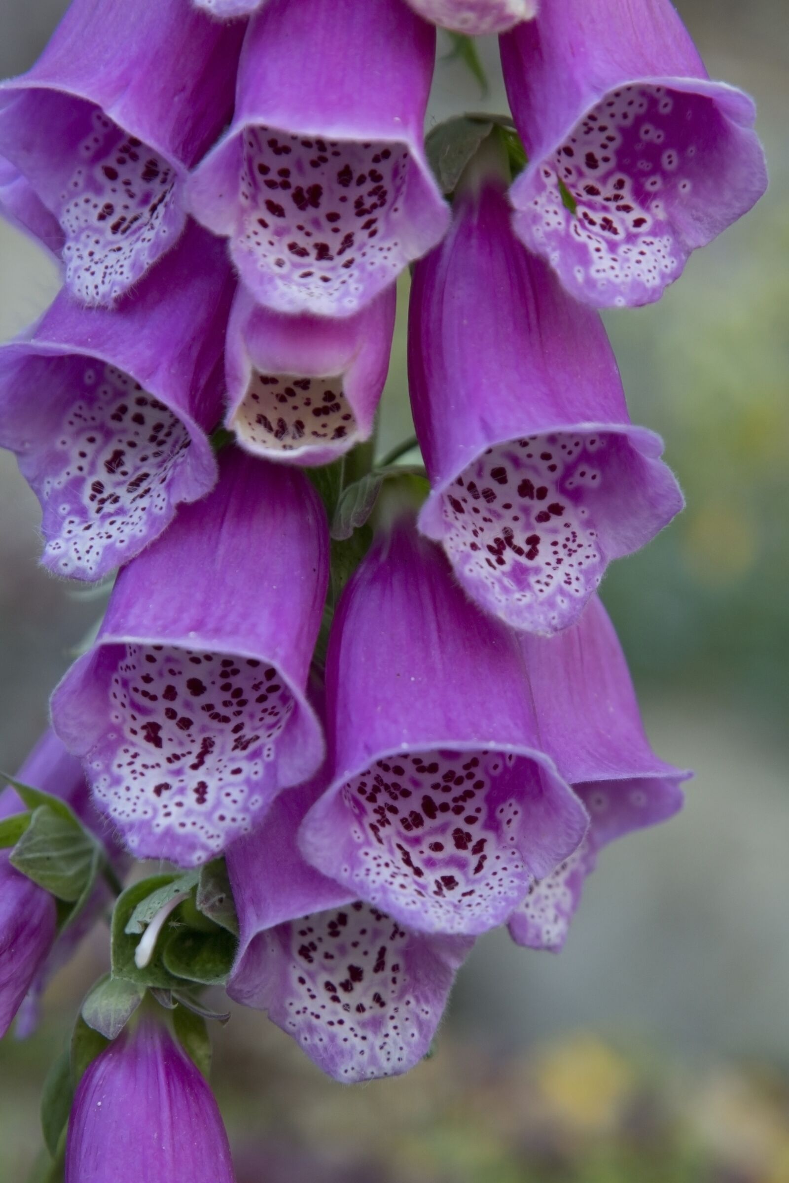 Canon EOS 1300D (EOS Rebel T6 / EOS Kiss X80) sample photo. Foxglove, foxgloves, flower photography