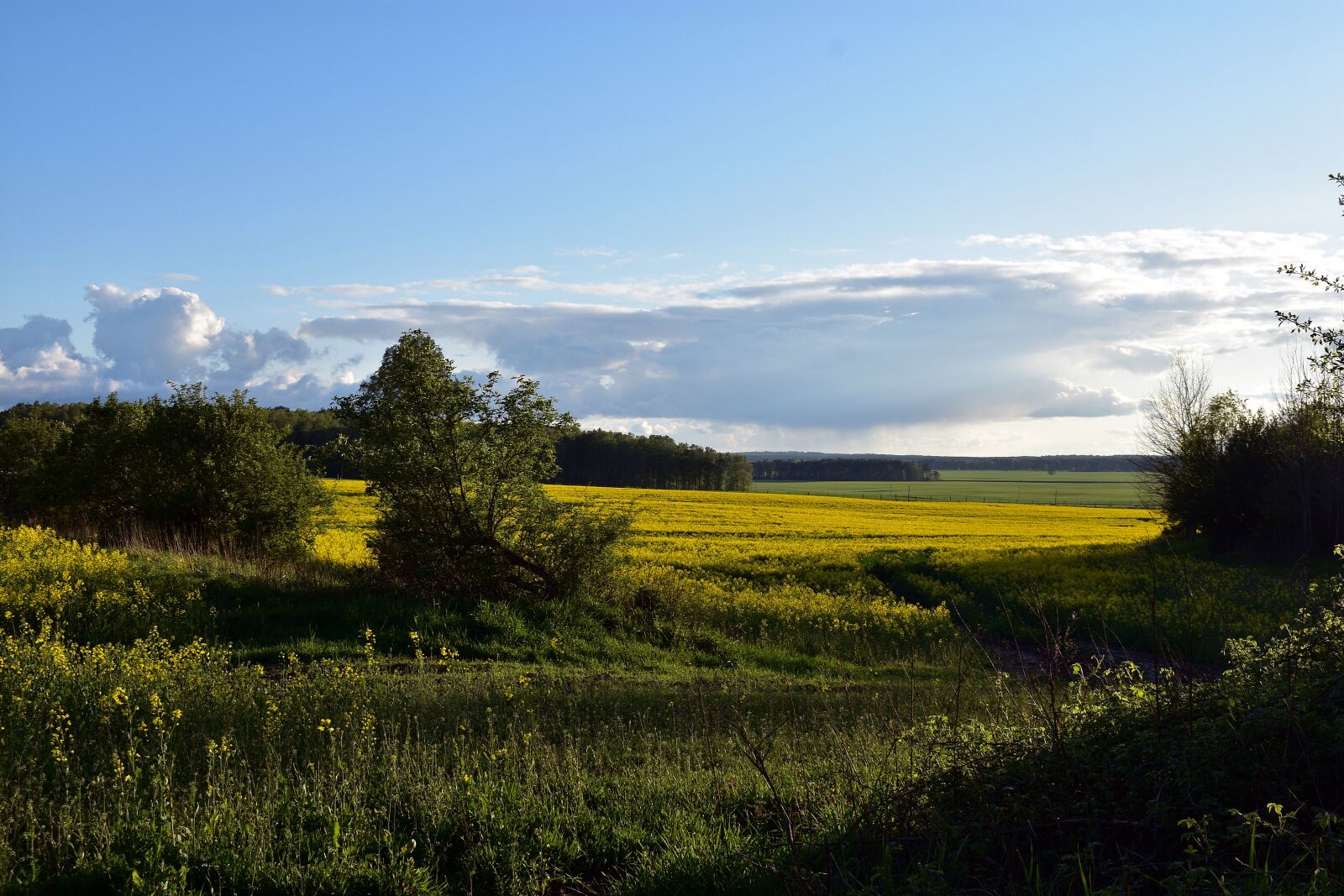 Nikon D3400 sample photo. Sunset, landscape, field photography