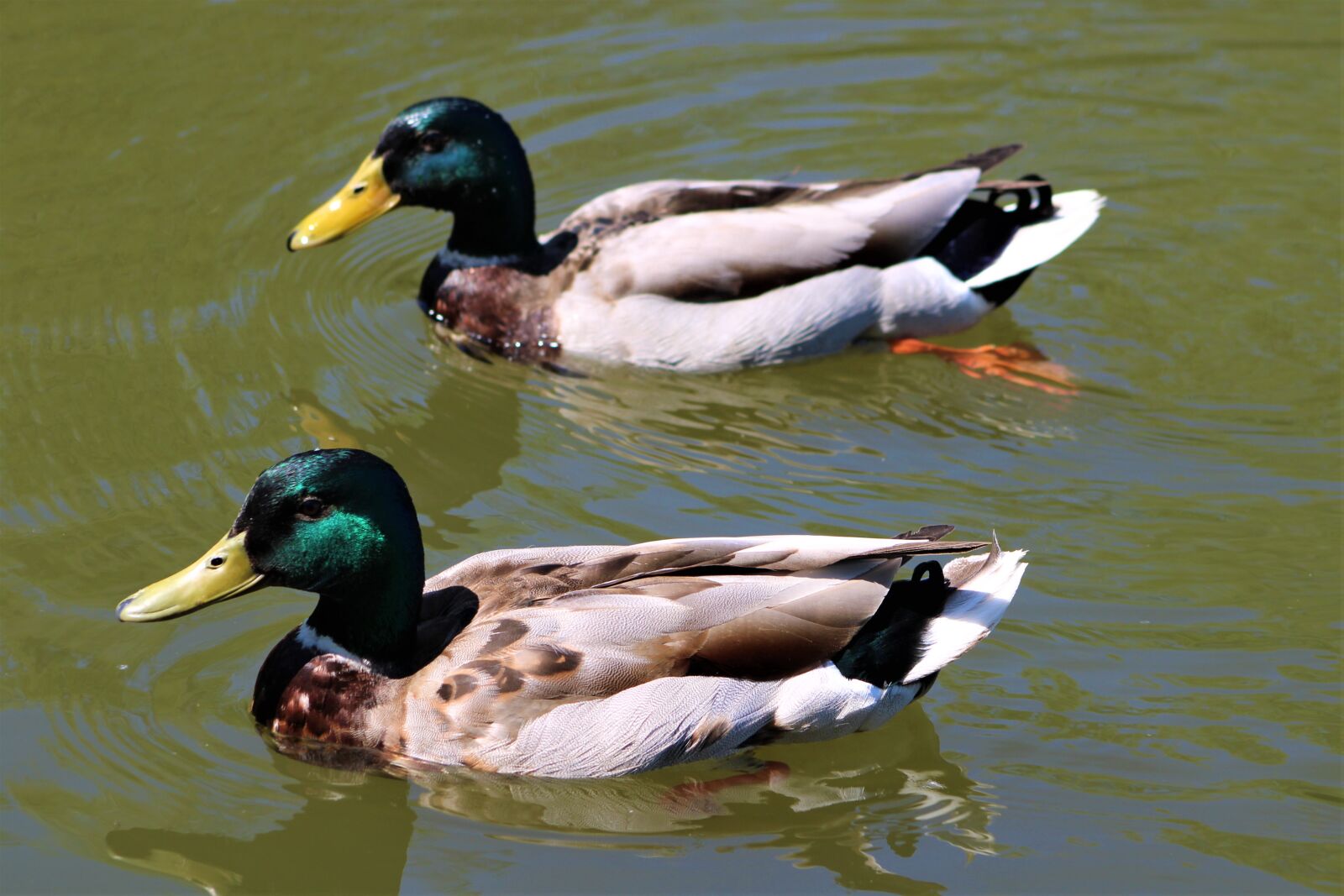 Canon EF75-300mm f/4-5.6 sample photo. Duck, bird, nature photography
