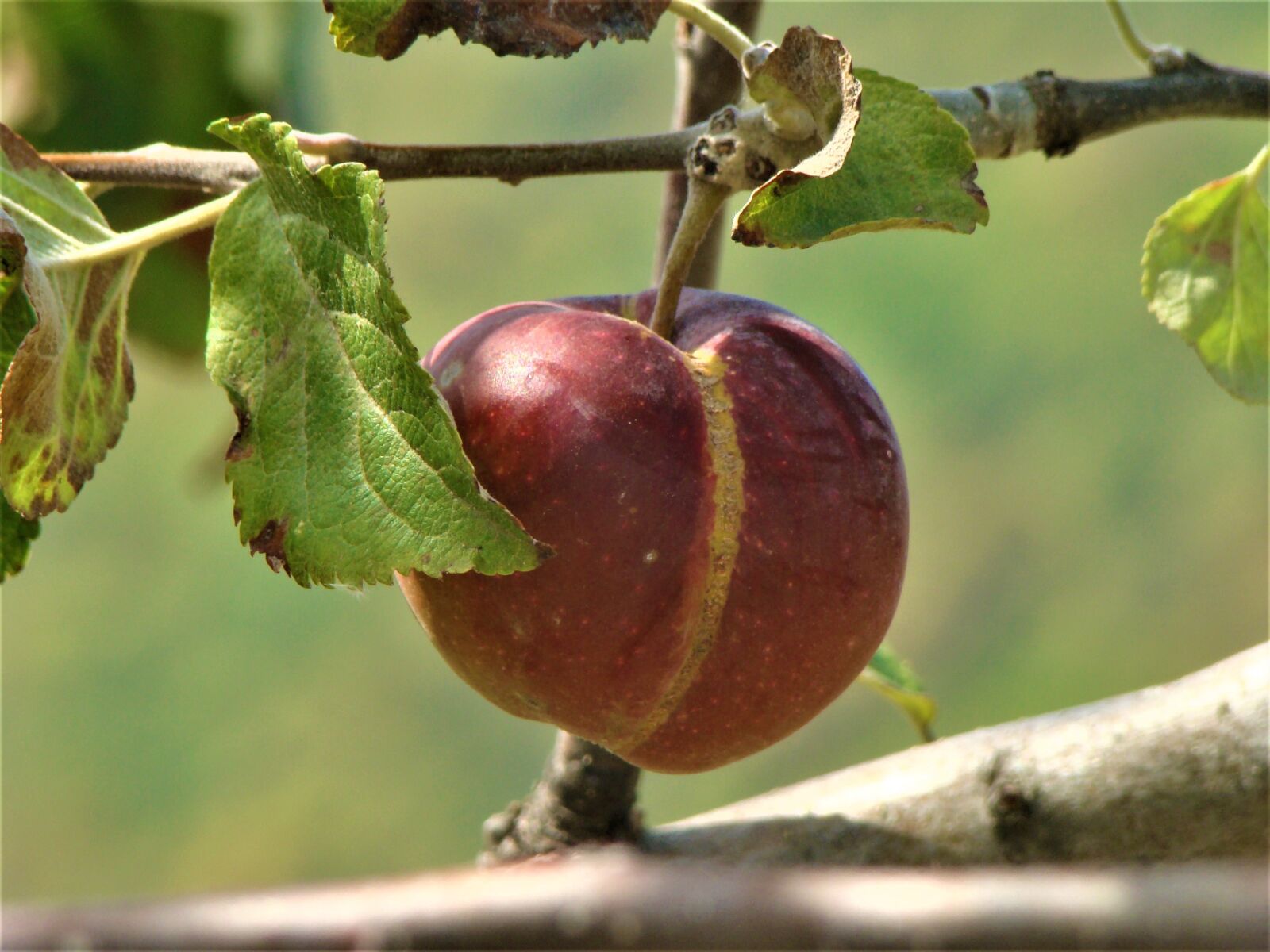 Sony DSC-H9 sample photo. Fruit, nature, garden photography