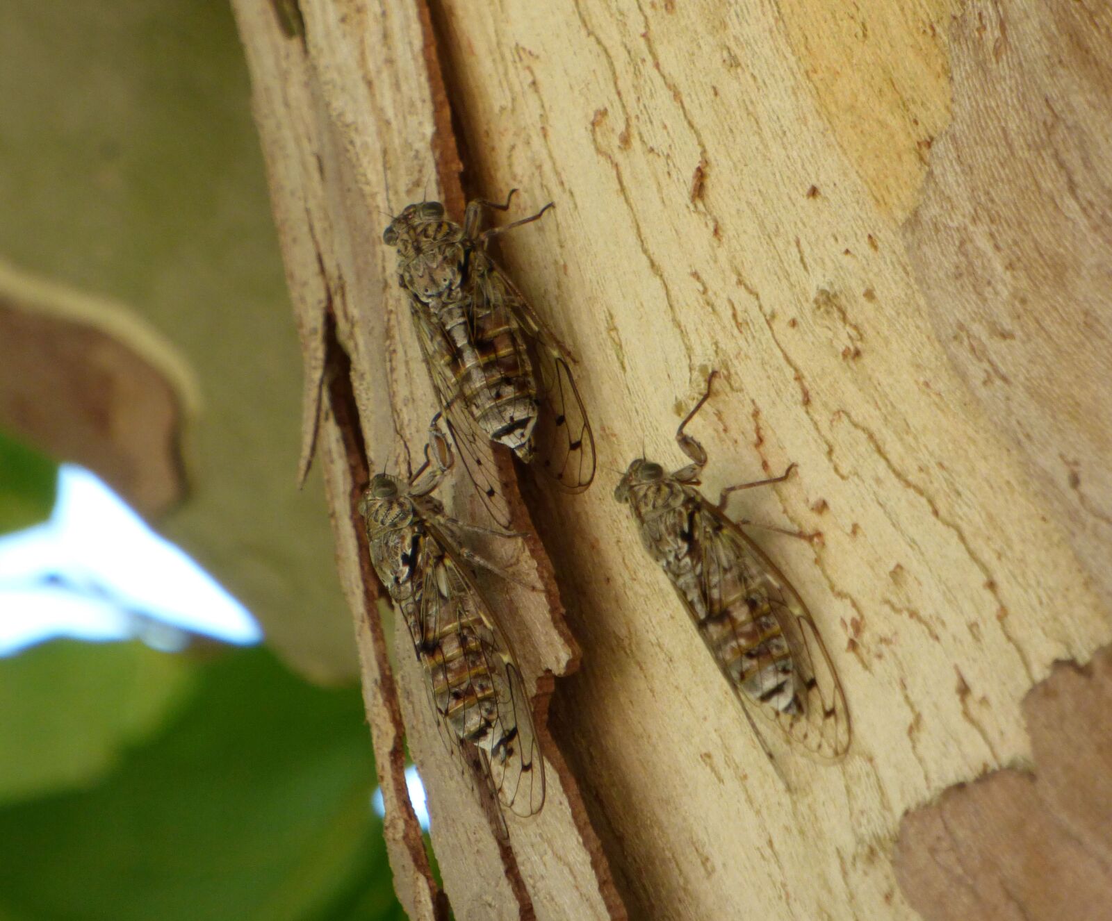 Panasonic DMC-FZ72 sample photo. Cicadas, insect, nature photography