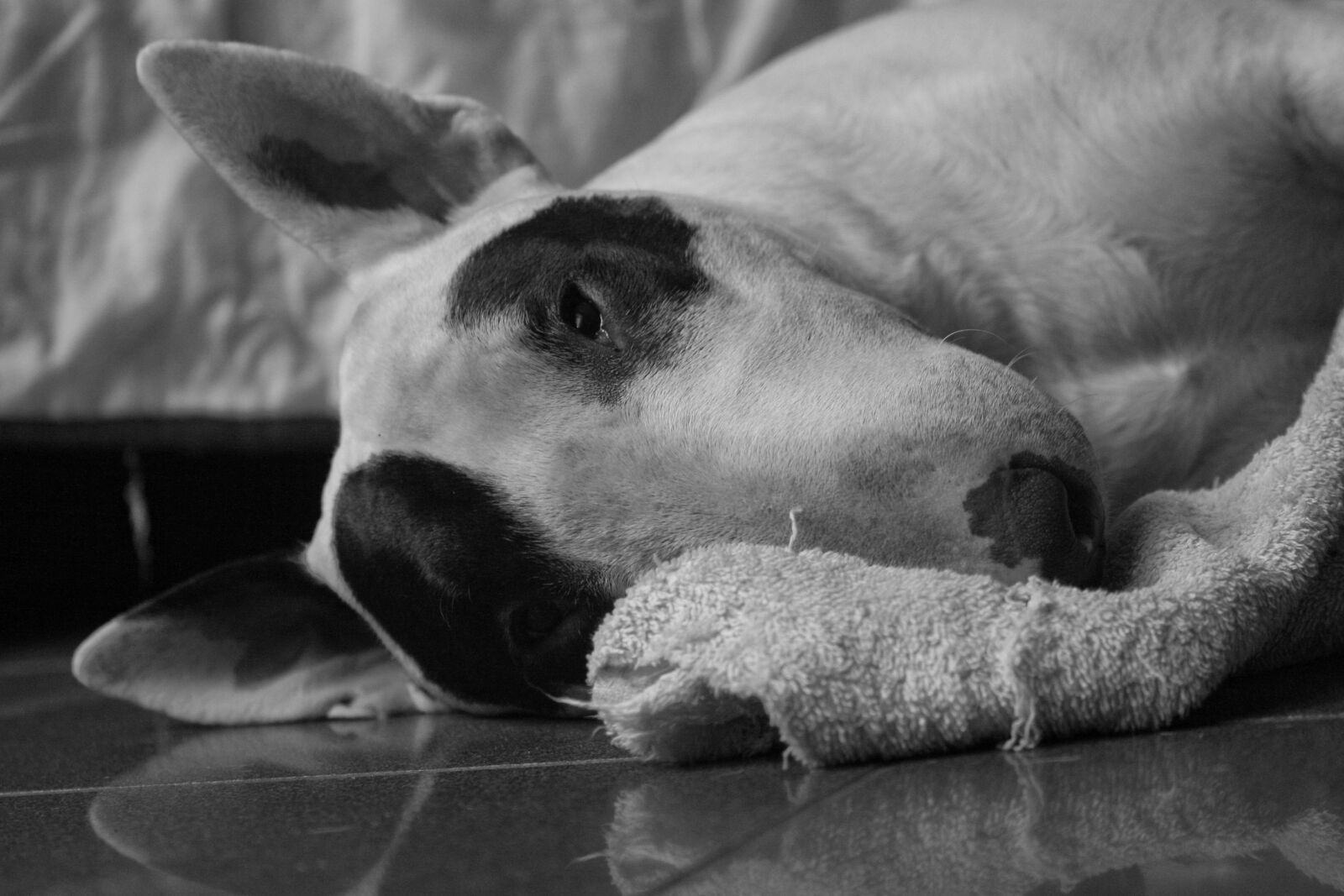 Canon EOS 400D (EOS Digital Rebel XTi / EOS Kiss Digital X) sample photo. Bull terrier, dog, black photography