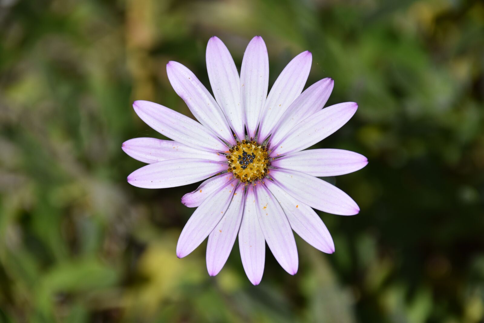 Nikon D5600 sample photo. Flower, petals, plant photography