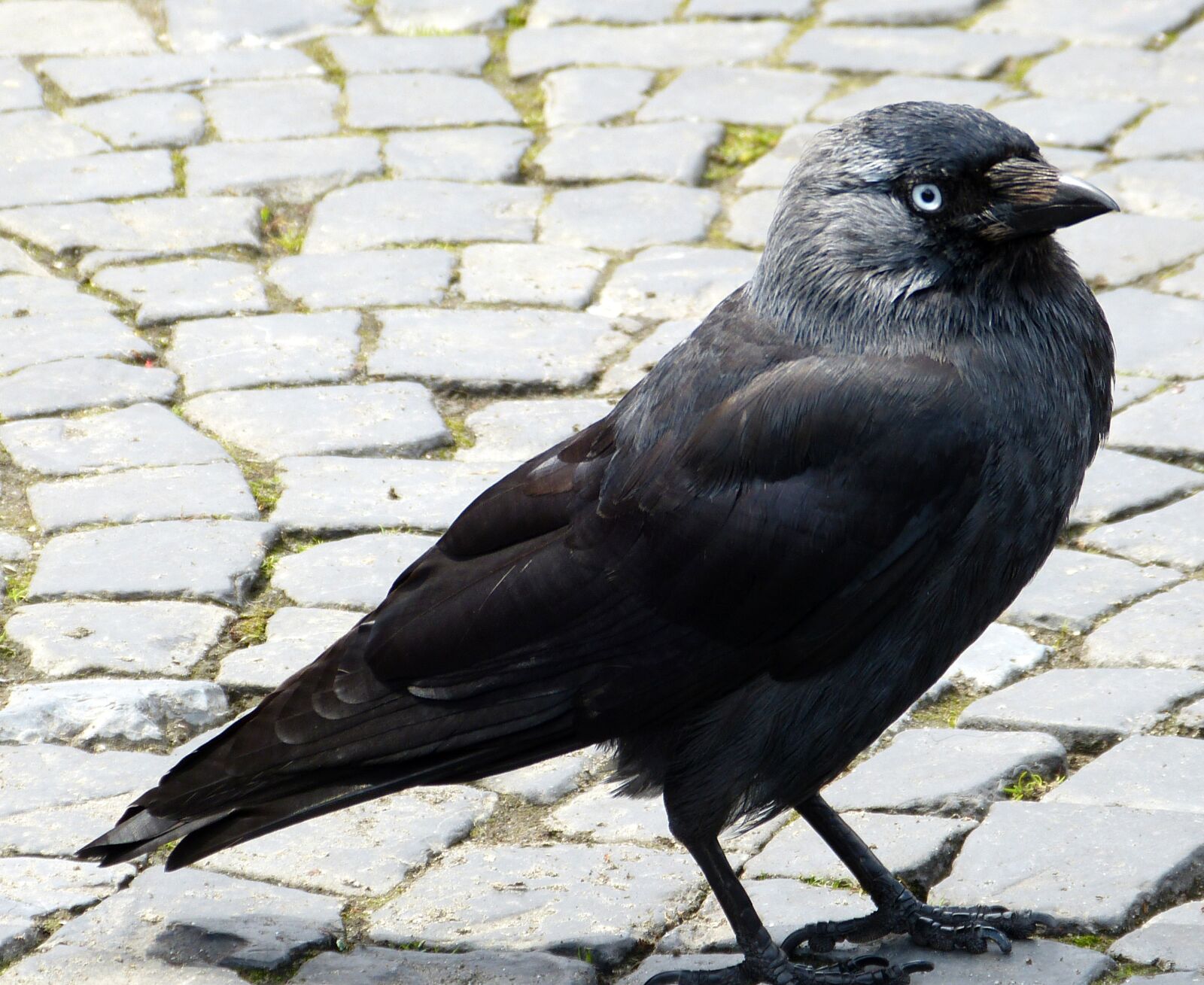 Panasonic Lumix DMC-FZ150 sample photo. Songbird, raven, plumage photography