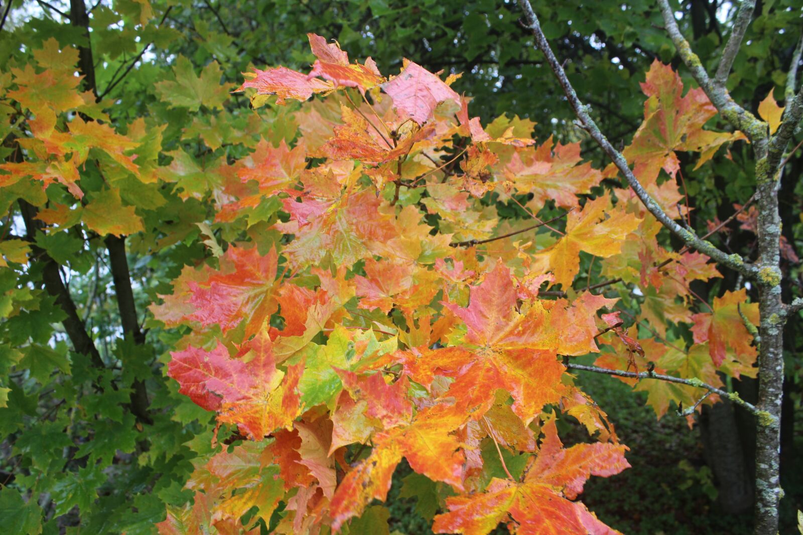 Canon EOS 600D (Rebel EOS T3i / EOS Kiss X5) sample photo. Leaves, nature, natural photography
