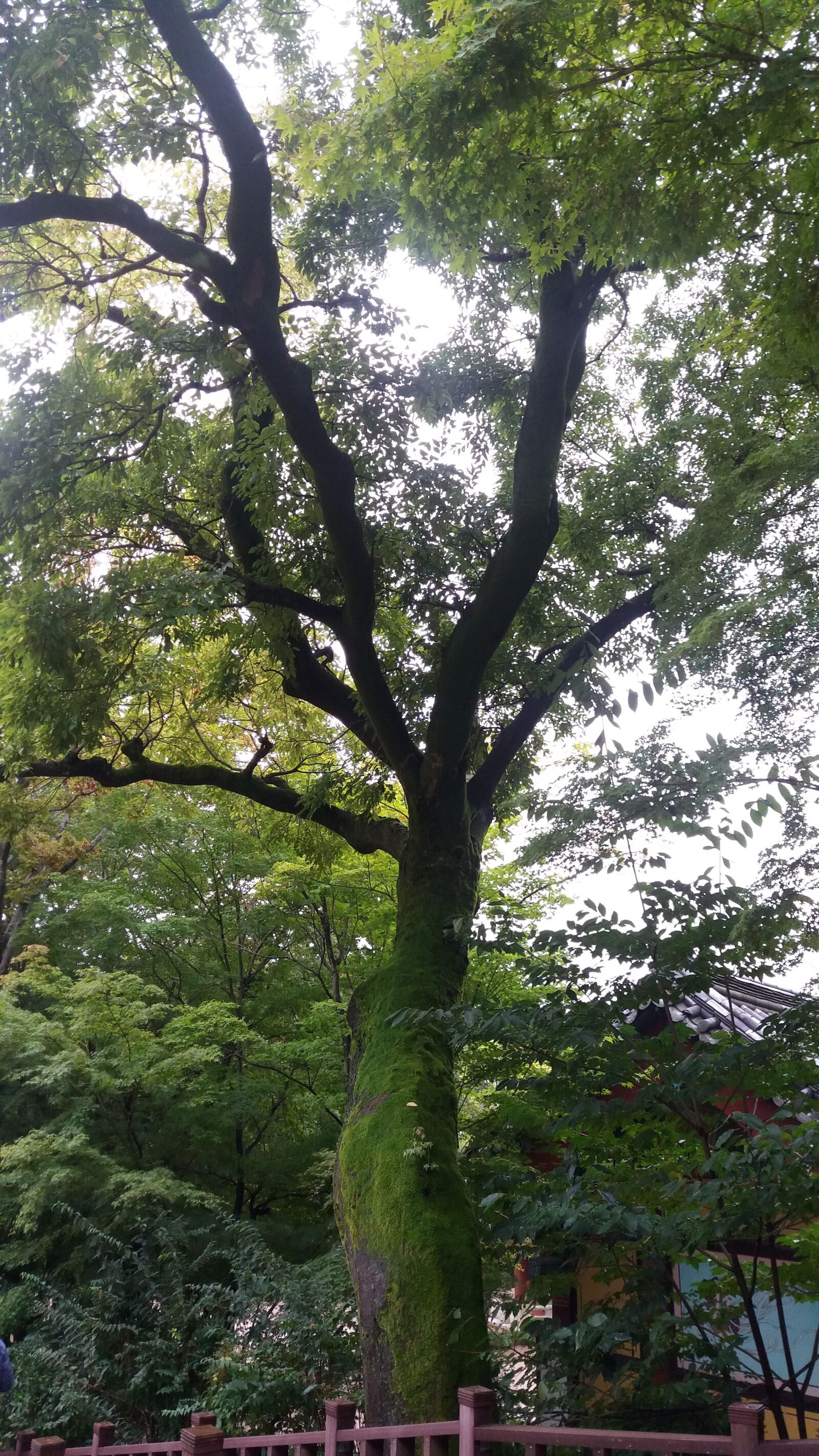 Samsung Galaxy J7 sample photo. Tree, moss, green photography
