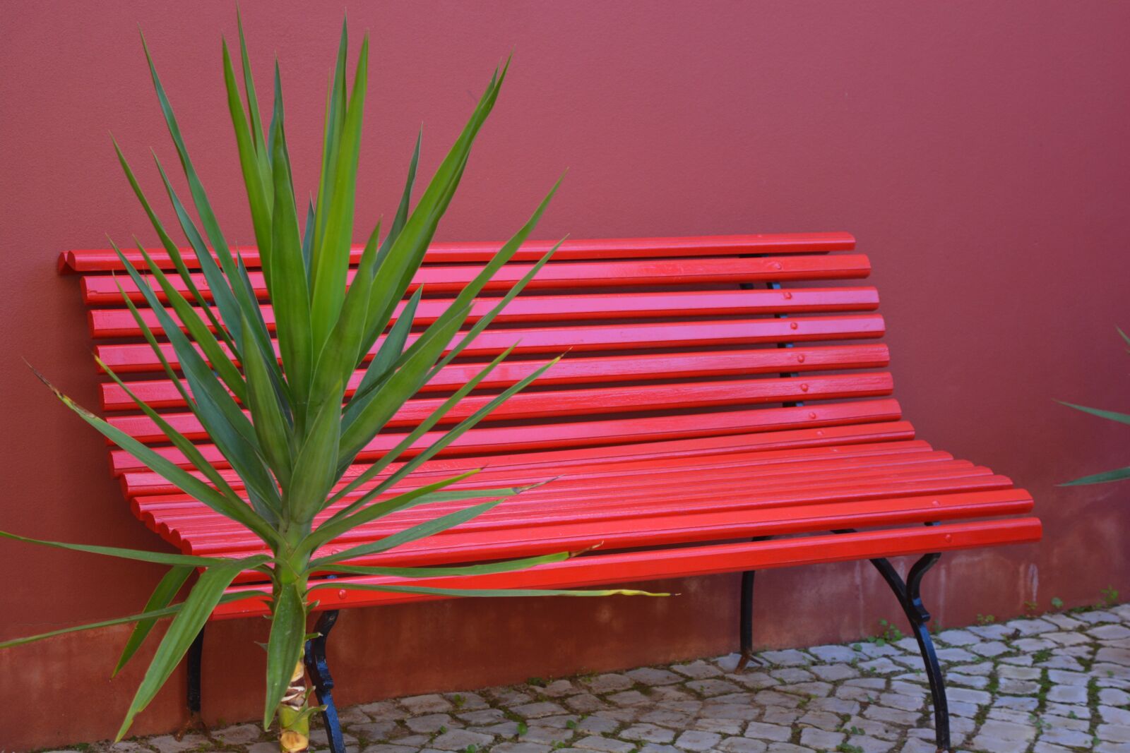 Nikon D5200 sample photo. Bench, red, green plant photography