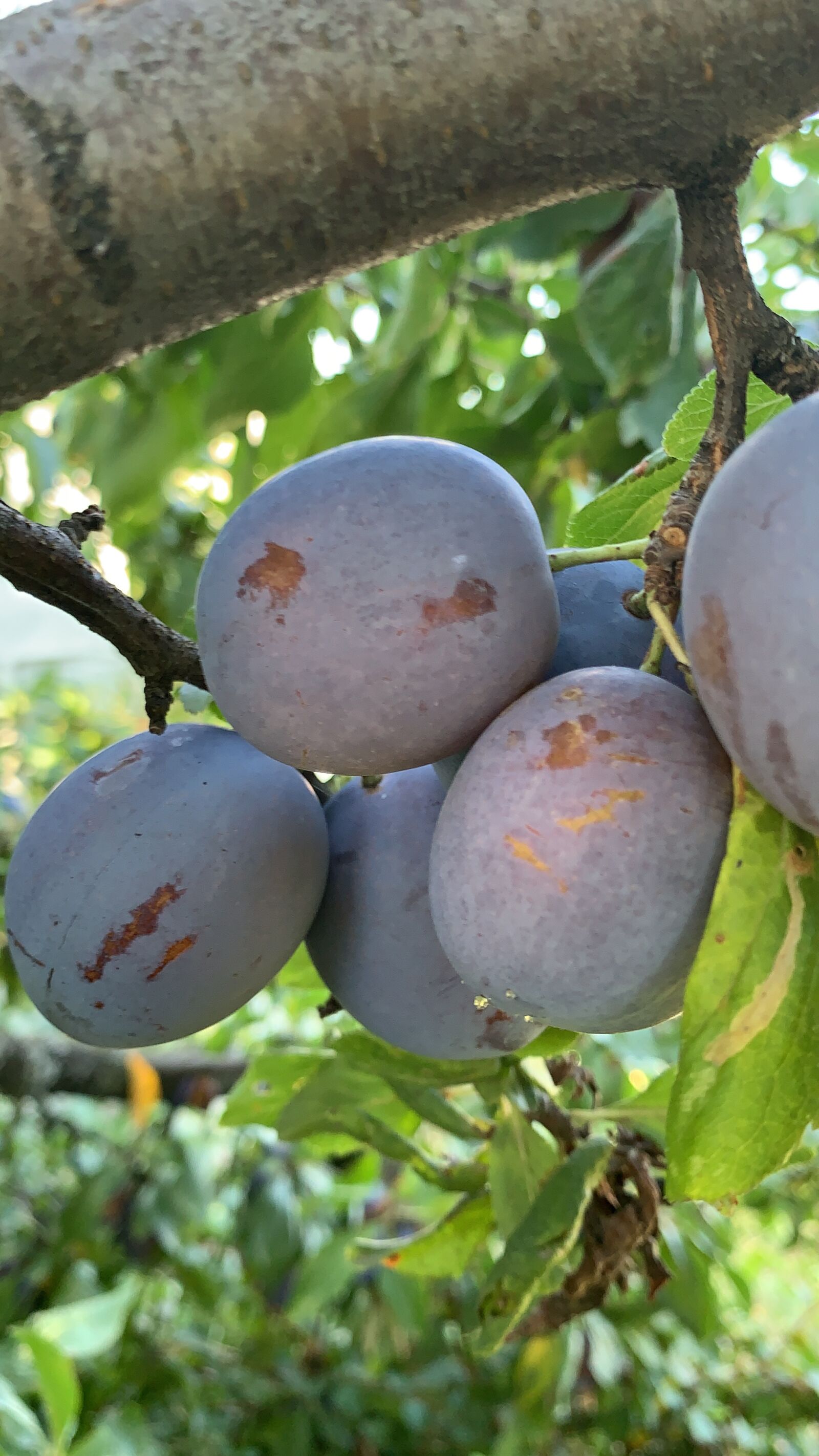 iPhone XR back camera 4.25mm f/1.8 sample photo. Garden, fruit, plum photography