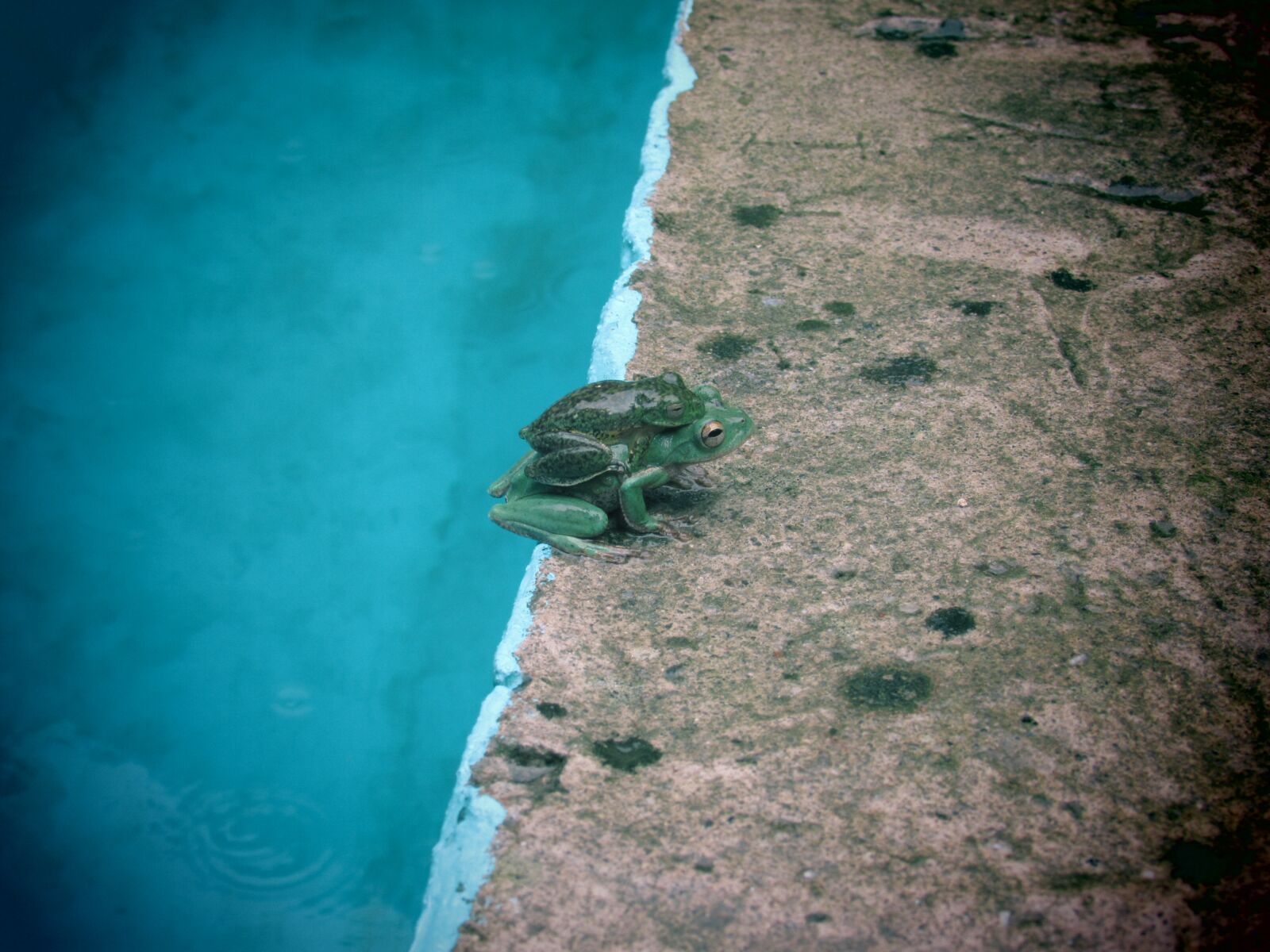 Canon PowerShot SX510 HS sample photo. Frog, mother, bebe7 photography