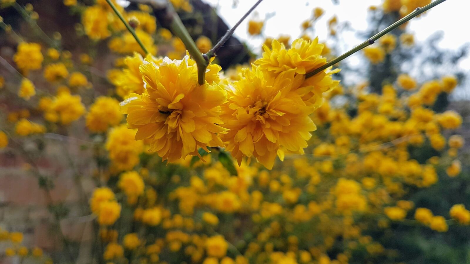 Samsung Galaxy S7 sample photo. Nature, yellow, harmony photography