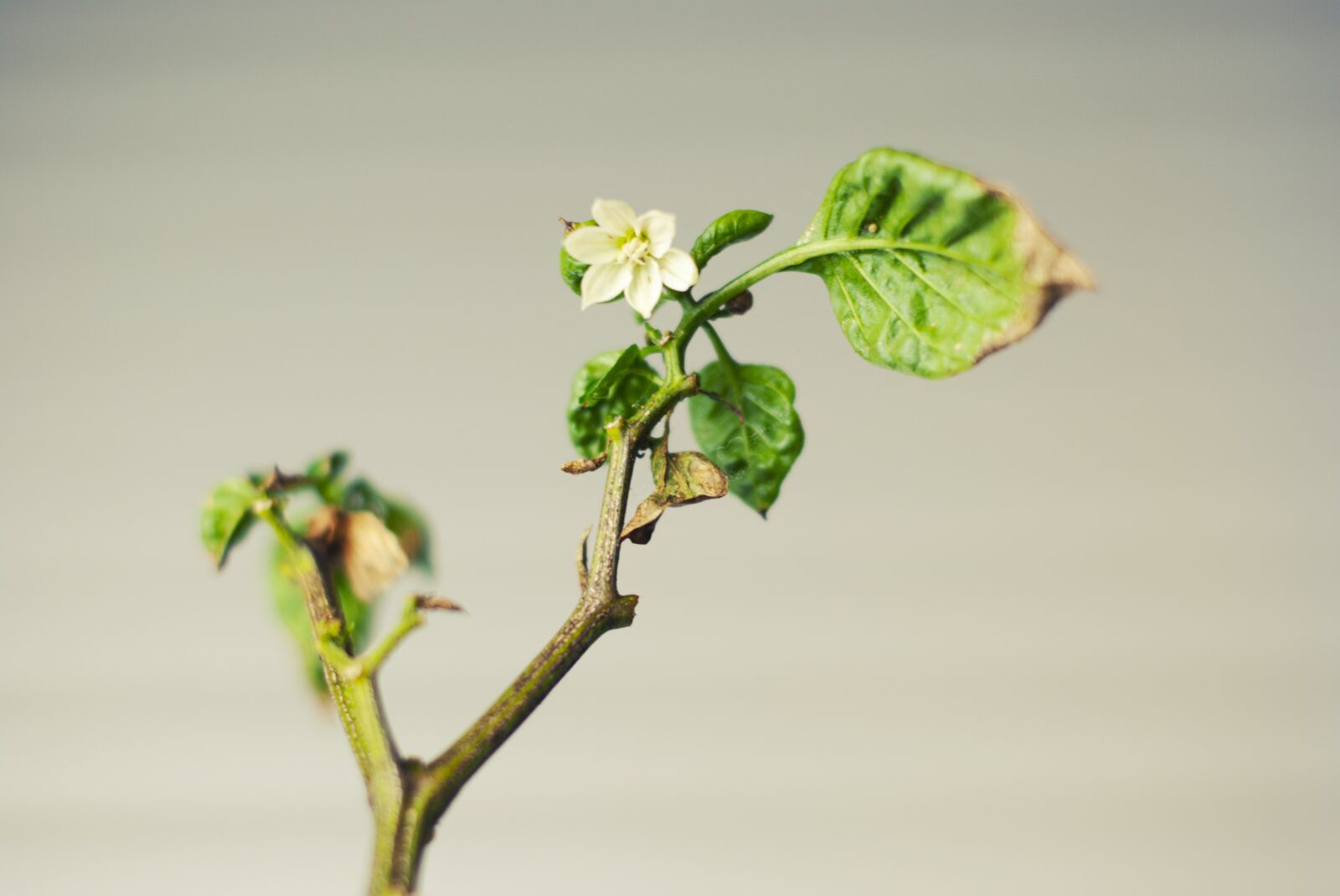 Nikon D60 sample photo. Green, plant, leaves photography