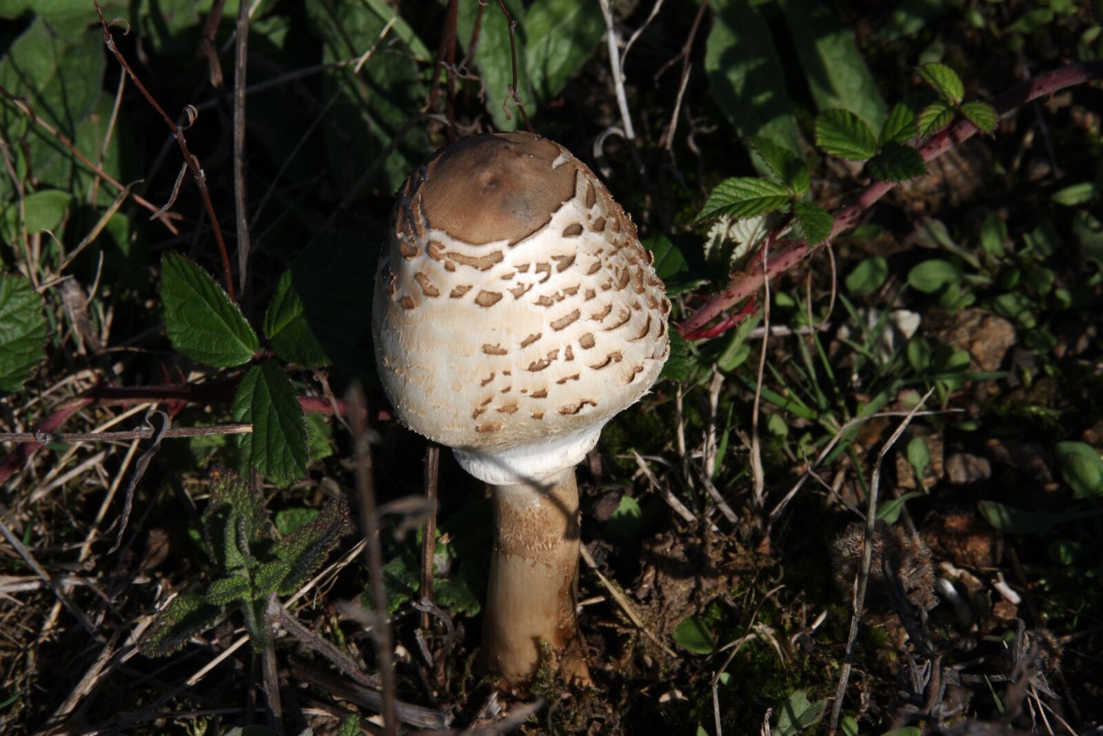 Canon EOS 40D sample photo. Fungus, nature, forest photography