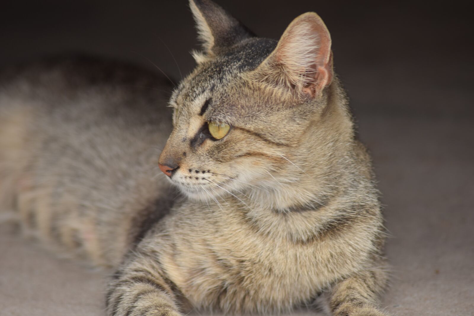 Nikon D5300 sample photo. Cat, brindle, feline photography