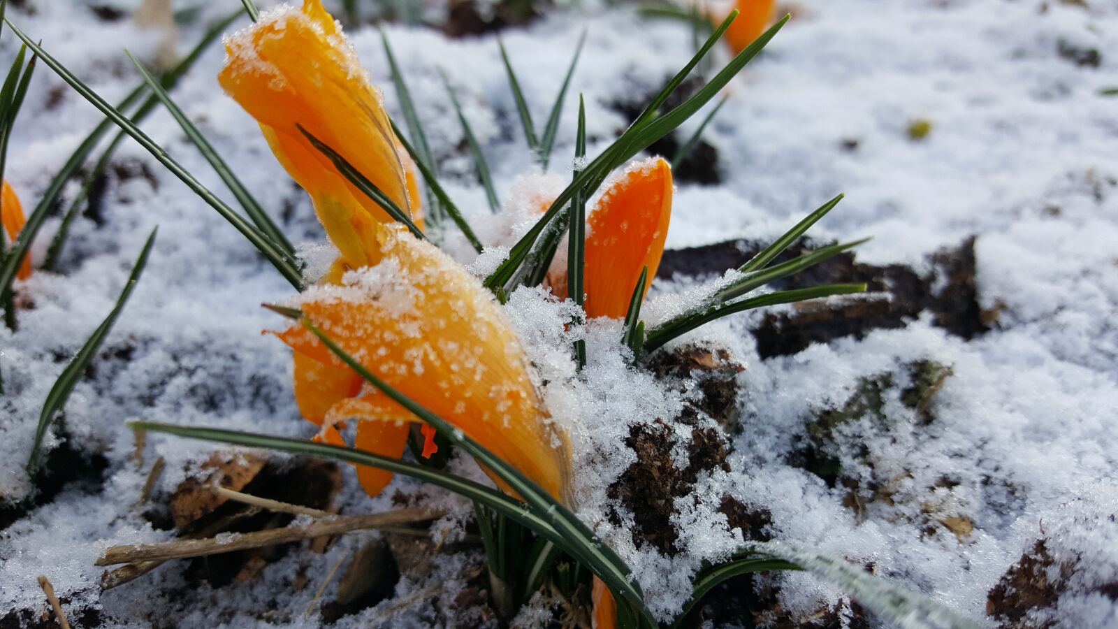 Samsung Galaxy S6 sample photo. Nature, outdoors, season photography
