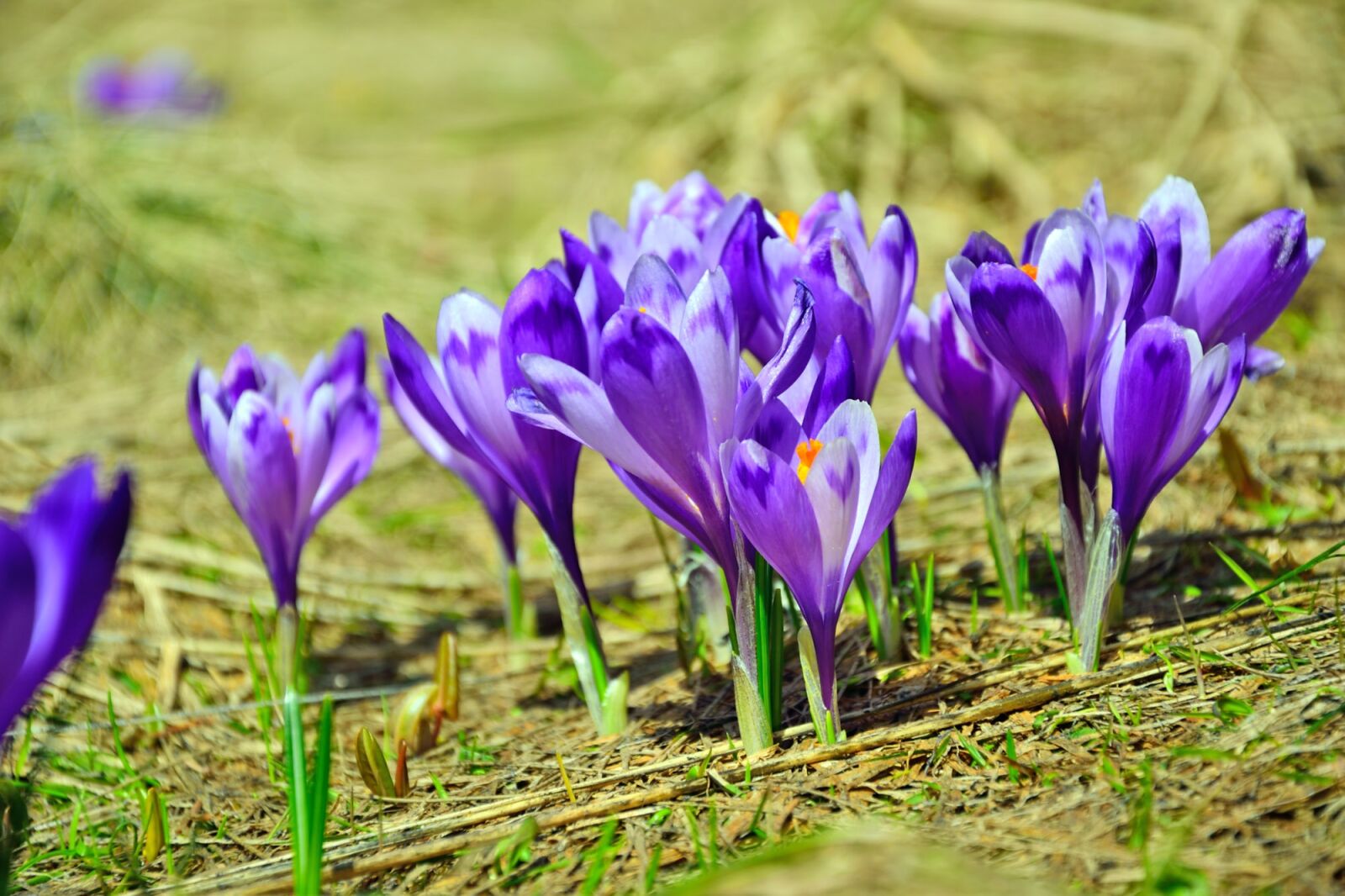 Nikon D5300 sample photo. Nature, flower, flora photography