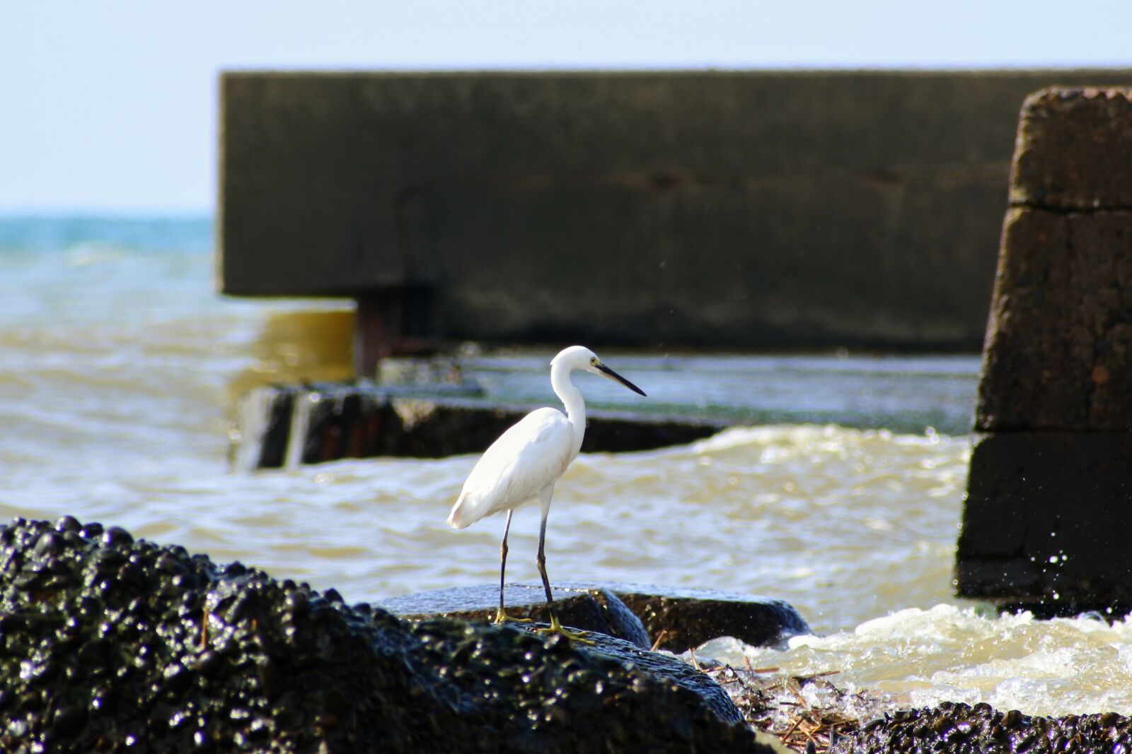 VR 70-300mm f/4.5-6.3G sample photo. Animal, sea, river photography