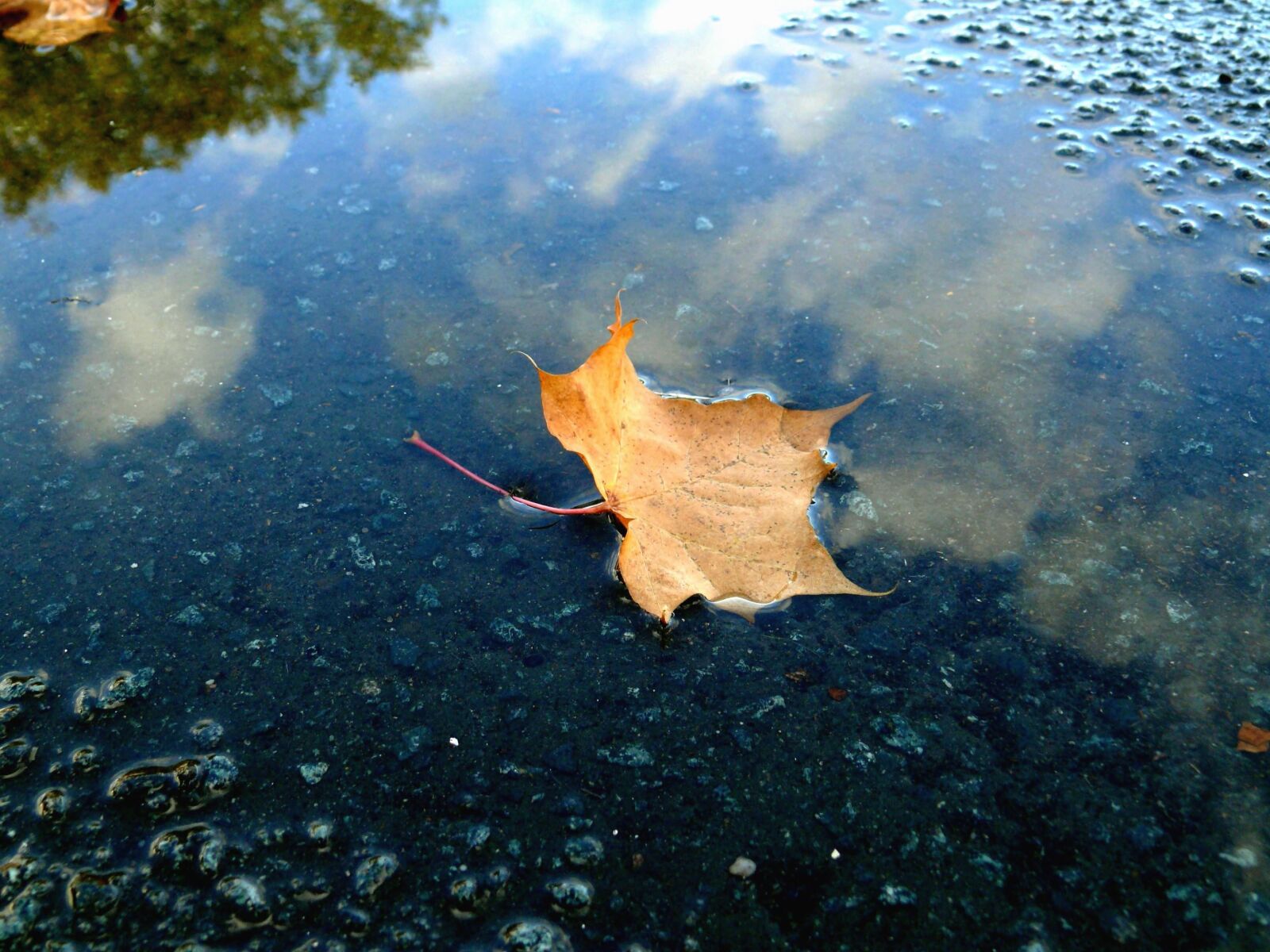 Panasonic DMC-FZ50 sample photo. Oak, leaf, dry, water photography