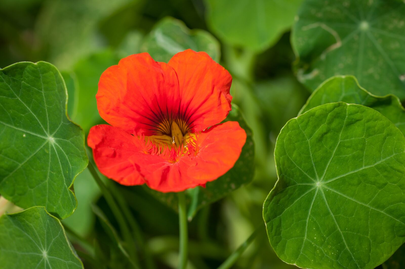 Nikon D90 sample photo. Cress, nasturtium, carbine greenhouse photography