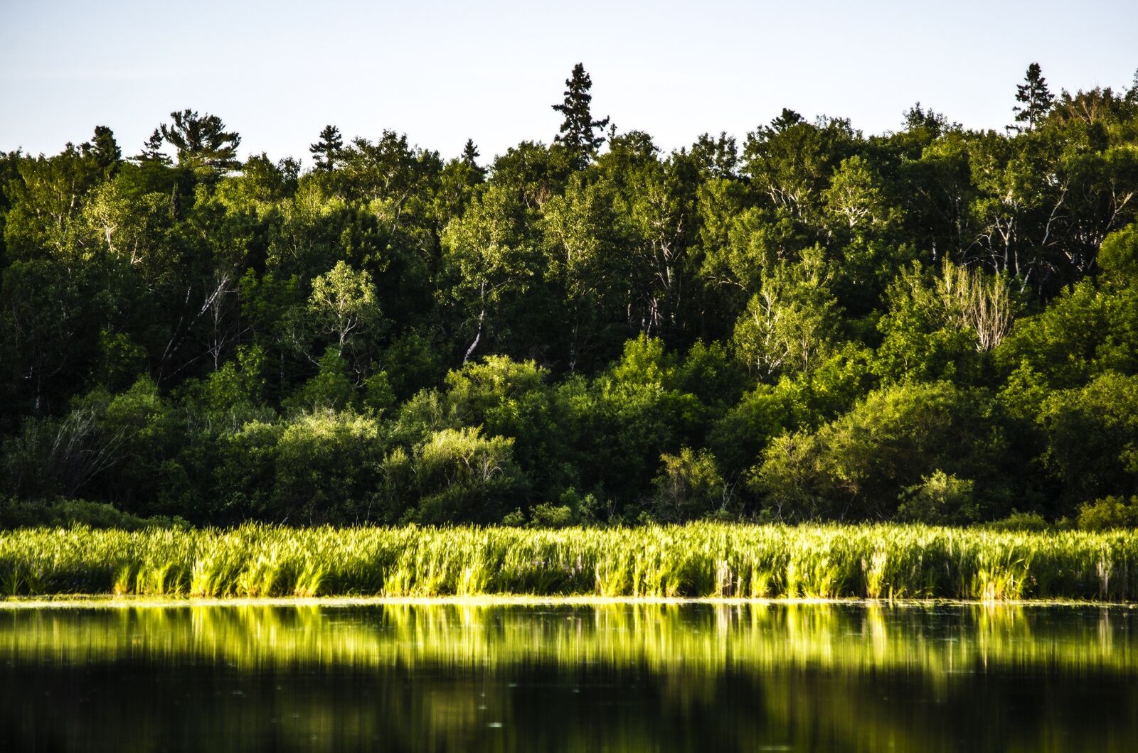 Nikon D5100 sample photo. Forest, island, lake photography