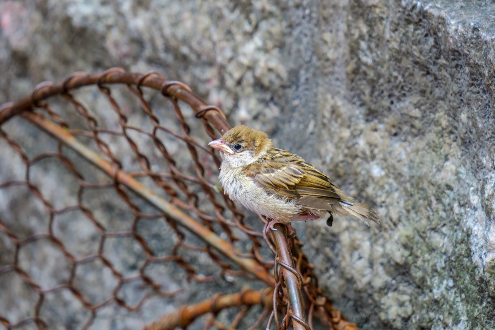 Canon PowerShot G3 X sample photo. Bird, nature, outdoor photography