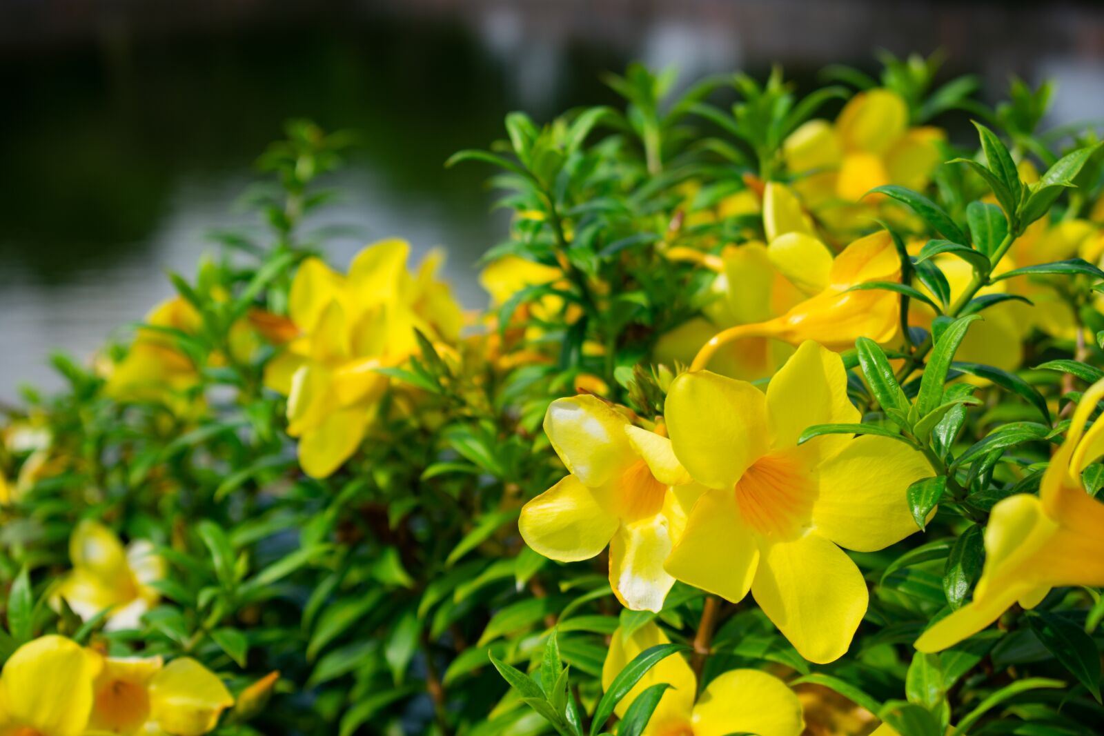 Nikon D3400 sample photo. Flowers, yellow, vietnam photography