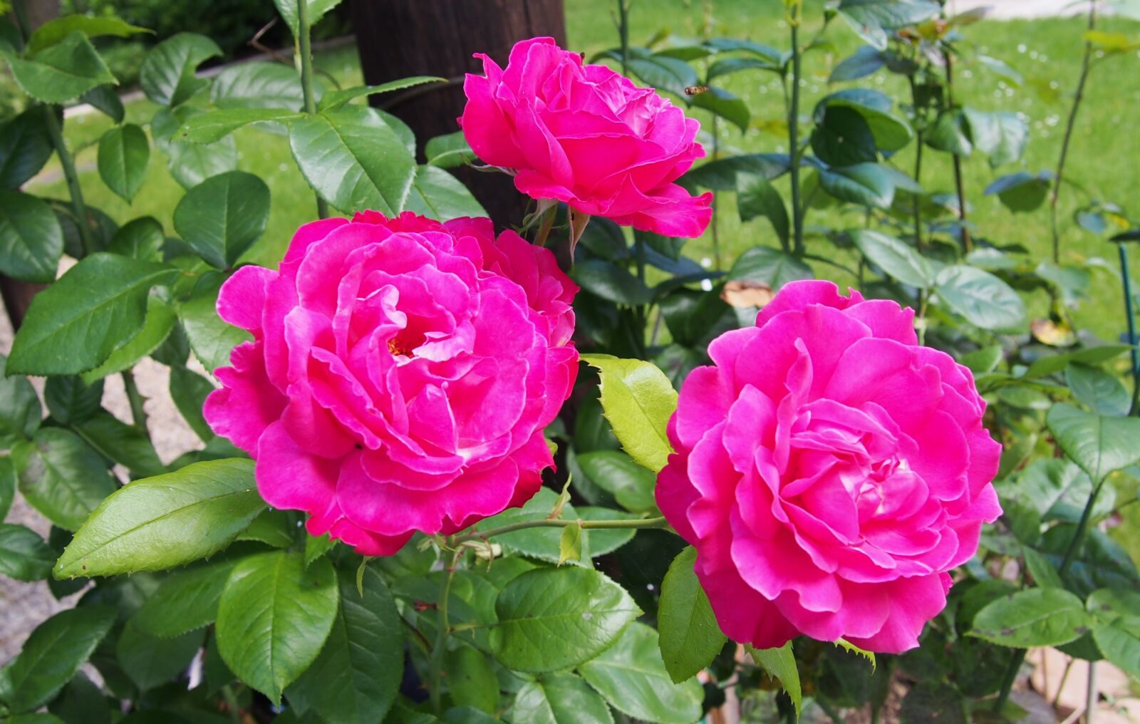 Olympus PEN E-PL6 sample photo. Flower, pink, pink flowers photography