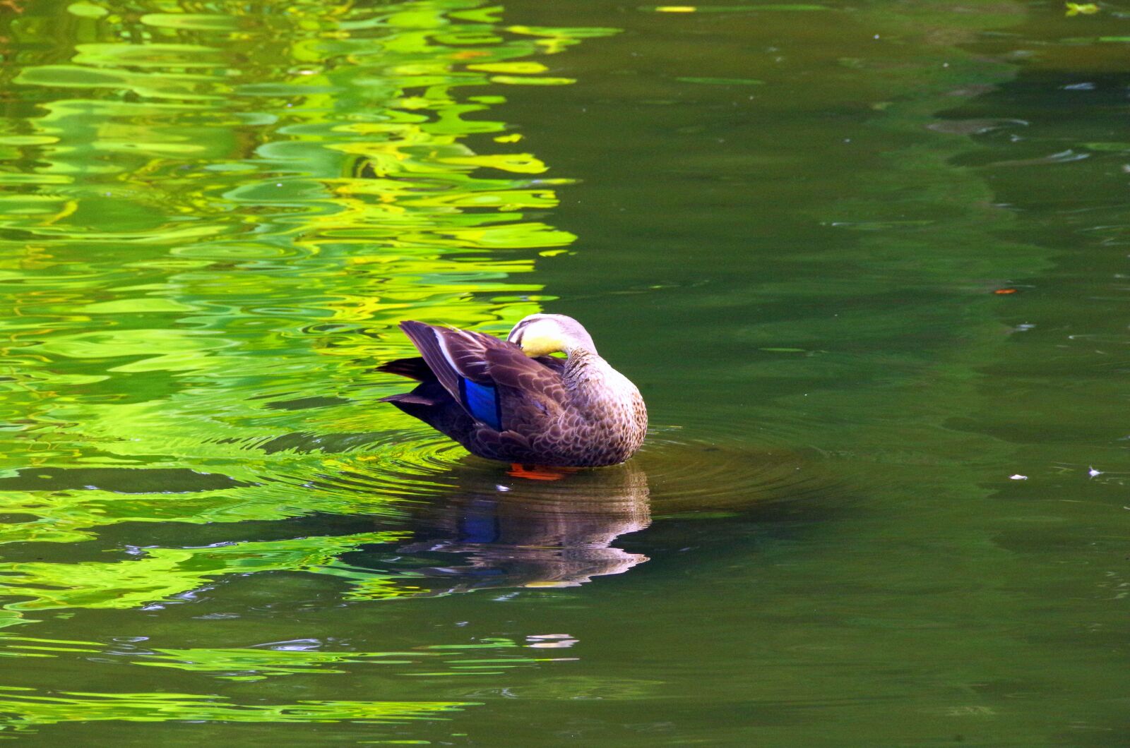 Pentax K-30 sample photo. Pond, water, reflection photography
