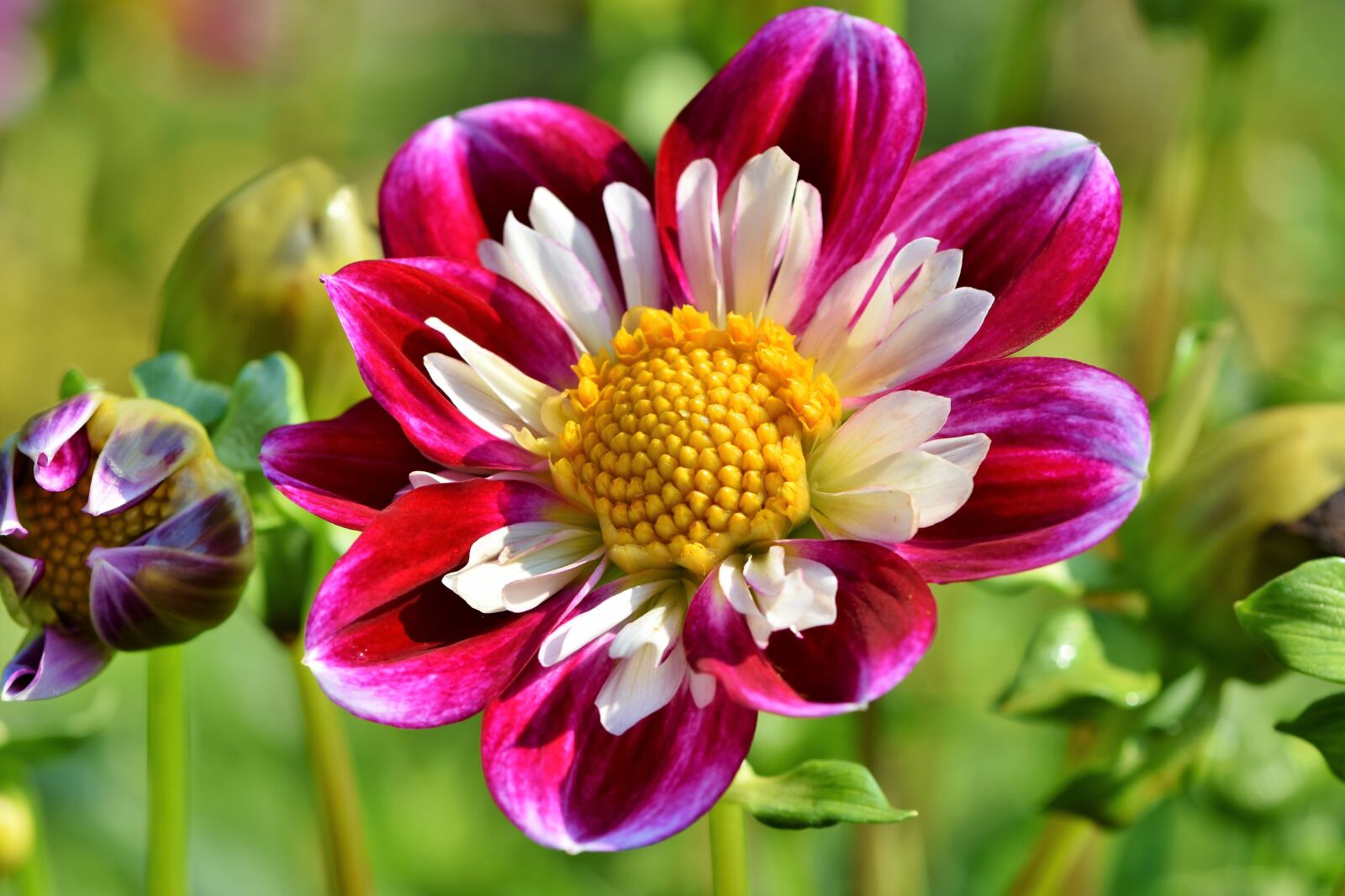Nikon D7200 sample photo. Zinnia, composites, asteraceae photography