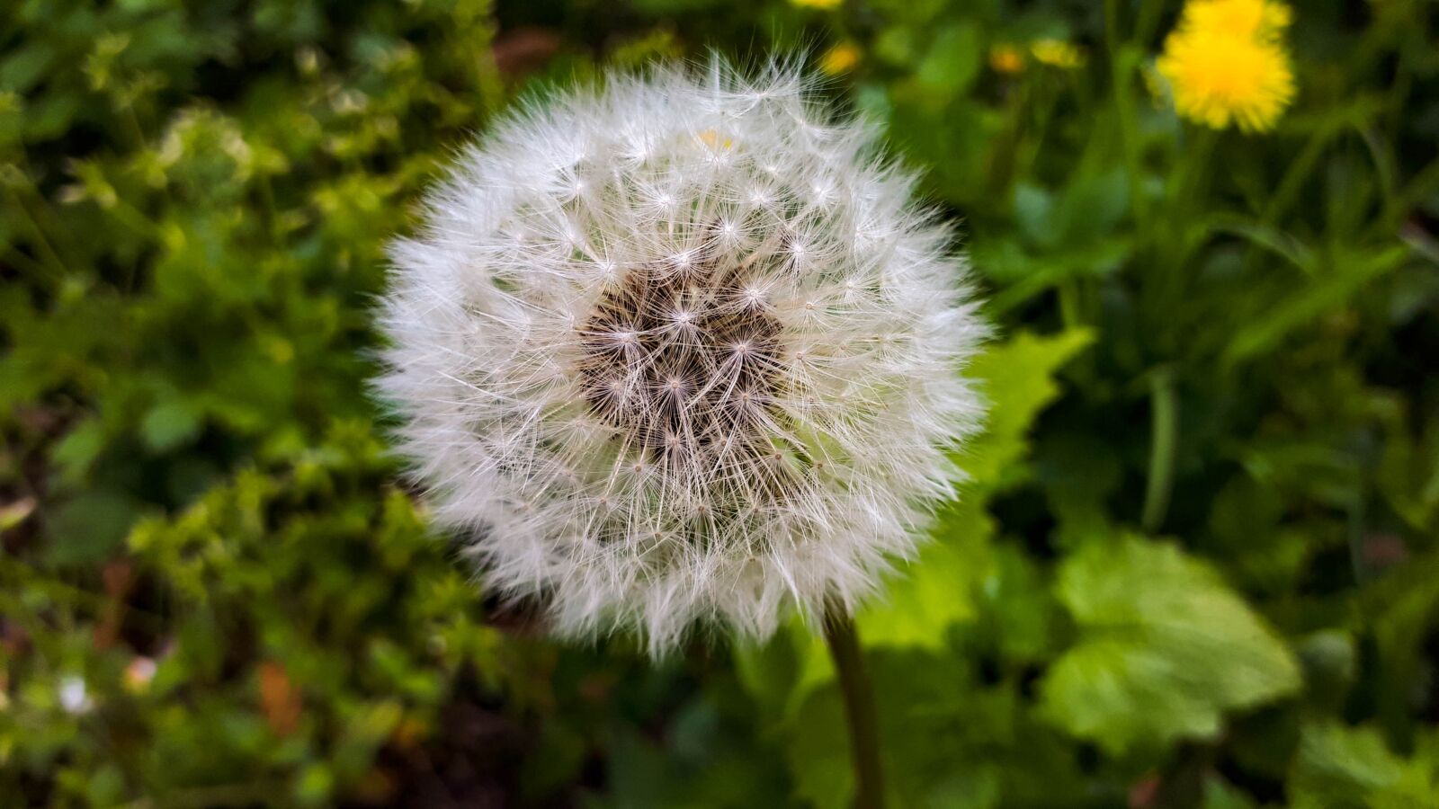 Samsung Galaxy A5(2017) sample photo. Dandelion, nature, close up photography