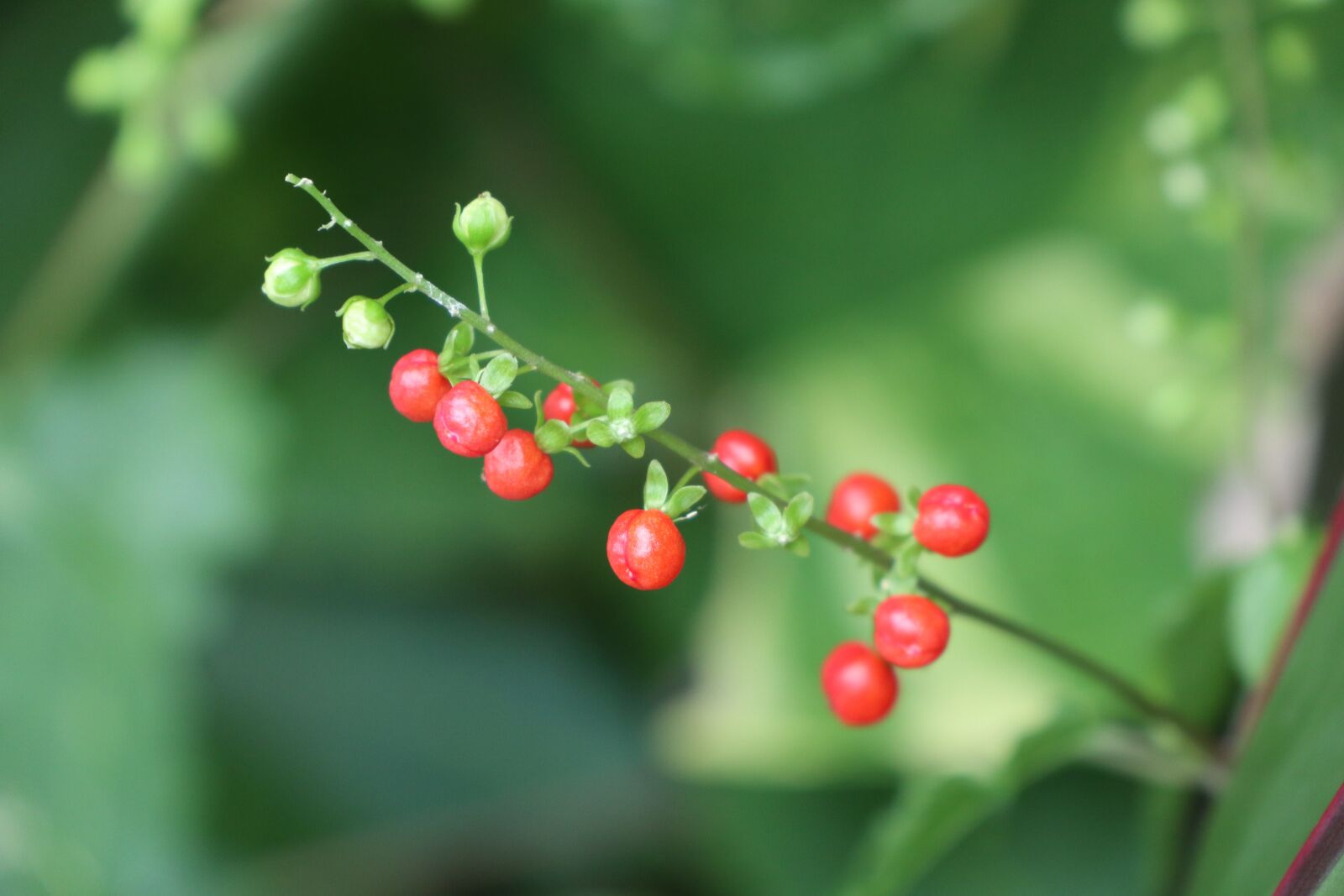Canon EF-M 18-150mm F3.5-6.3 IS STM sample photo. Red pearl fruit, round photography