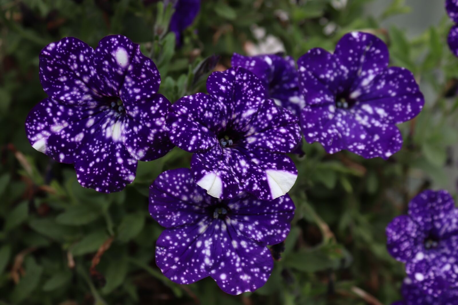 Canon EOS 200D (EOS Rebel SL2 / EOS Kiss X9) sample photo. Flower, petunia, color photography