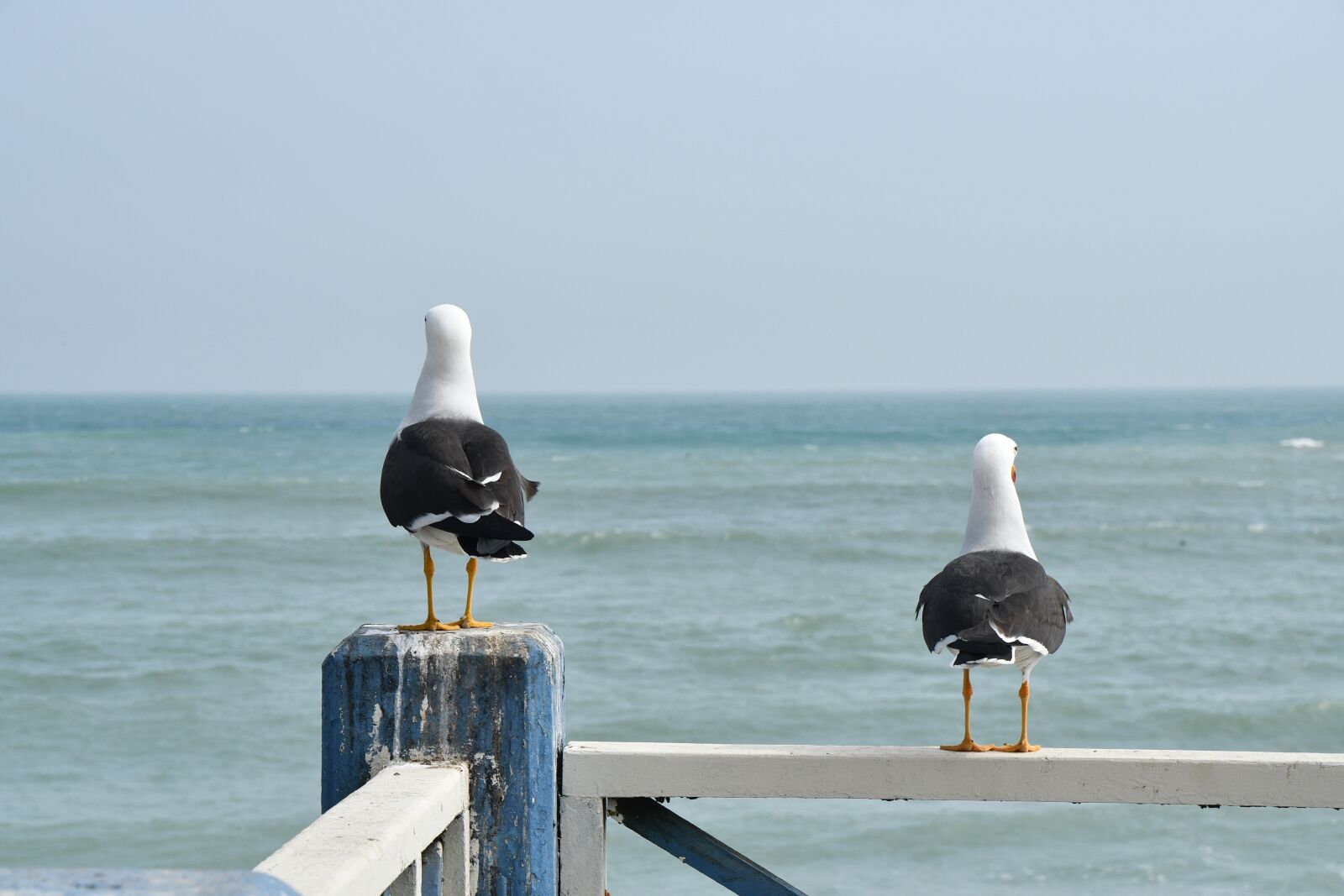 Nikon D500 sample photo. Lima, birds, outlook photography