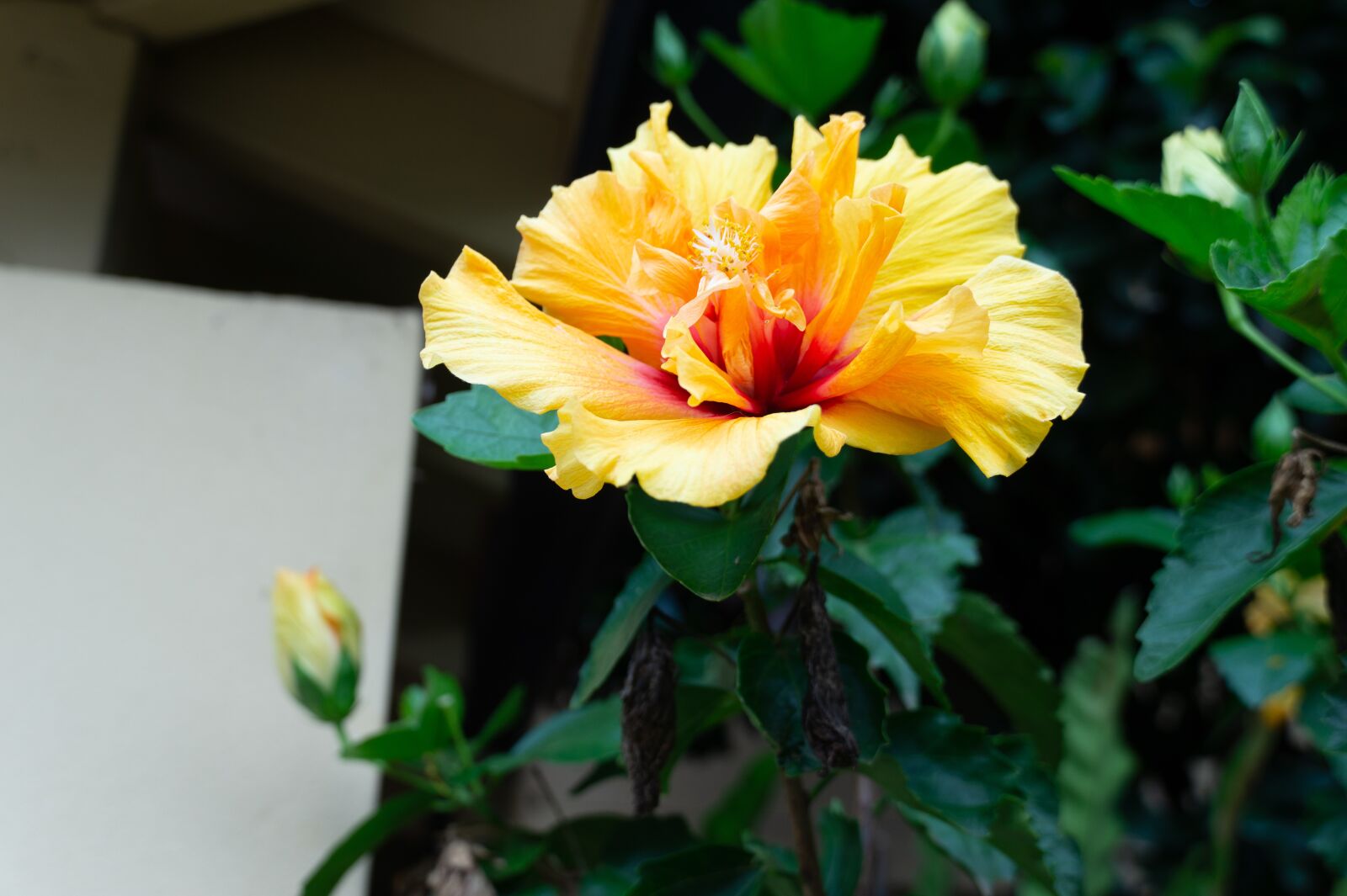 Sony Alpha a5000 (ILCE 5000) sample photo. Yellow, red, flower photography