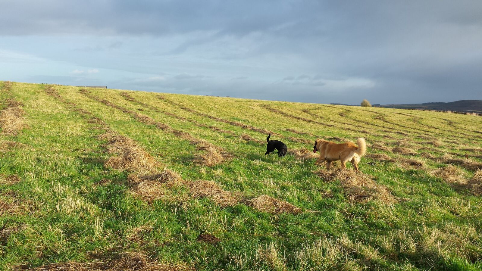 Samsung Galaxy S4 sample photo. Culloden, dog walk, leonberger photography