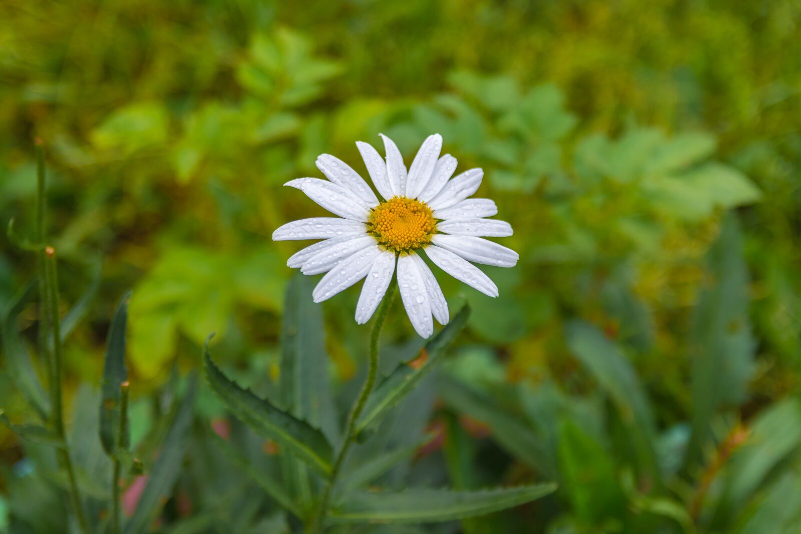 Nikon D7200 sample photo. Daisy, flowers, summer photography