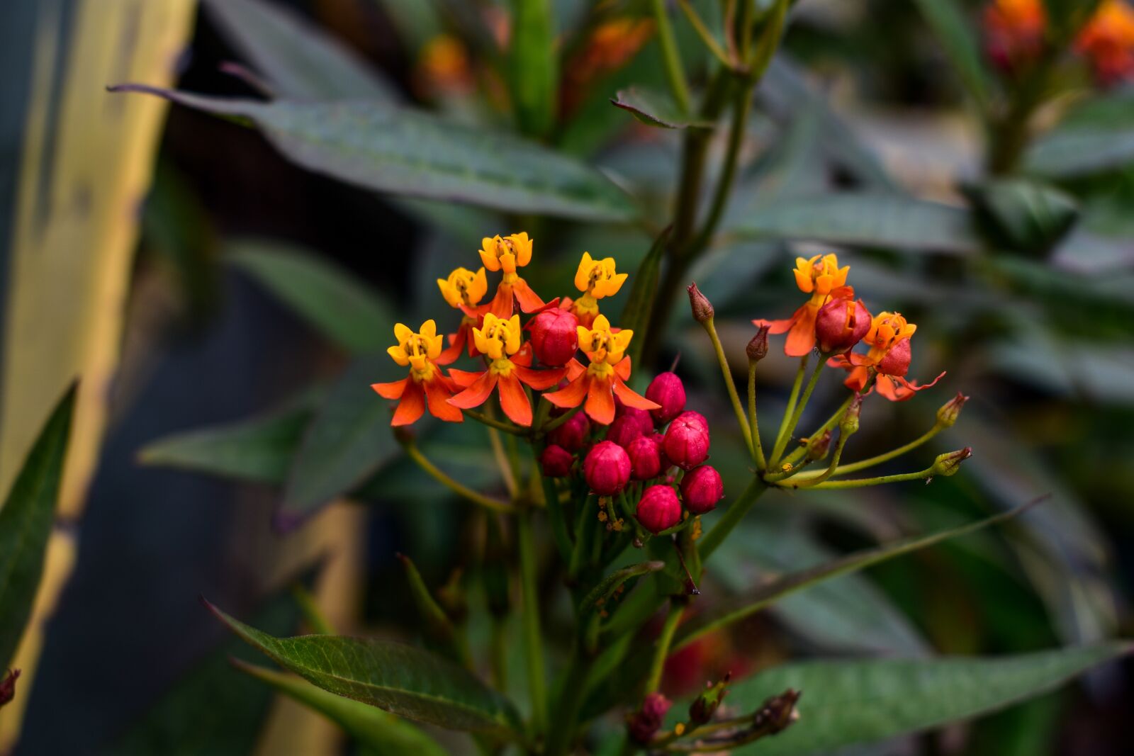 Nikon D3400 sample photo. Flower, nature, leaf photography