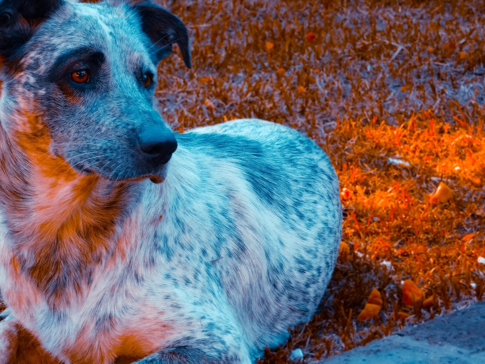 Nikon Coolpix B500 sample photo. Animales, dog, animal photography