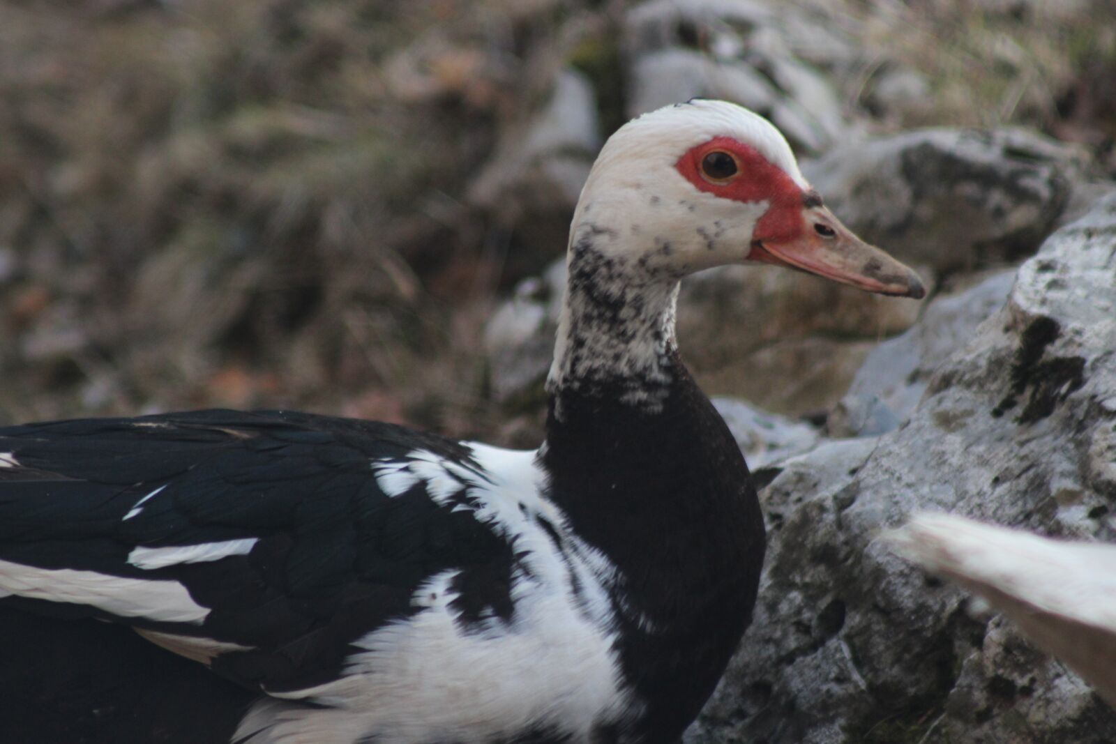 Canon EOS 600D (Rebel EOS T3i / EOS Kiss X5) sample photo. Duck, animal, farm animal photography