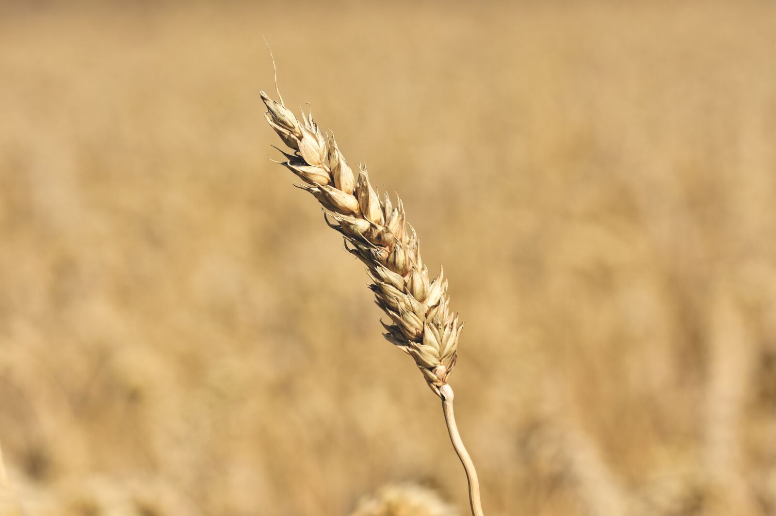 Nikon D7200 sample photo. Wheat, cereal grain, crop photography