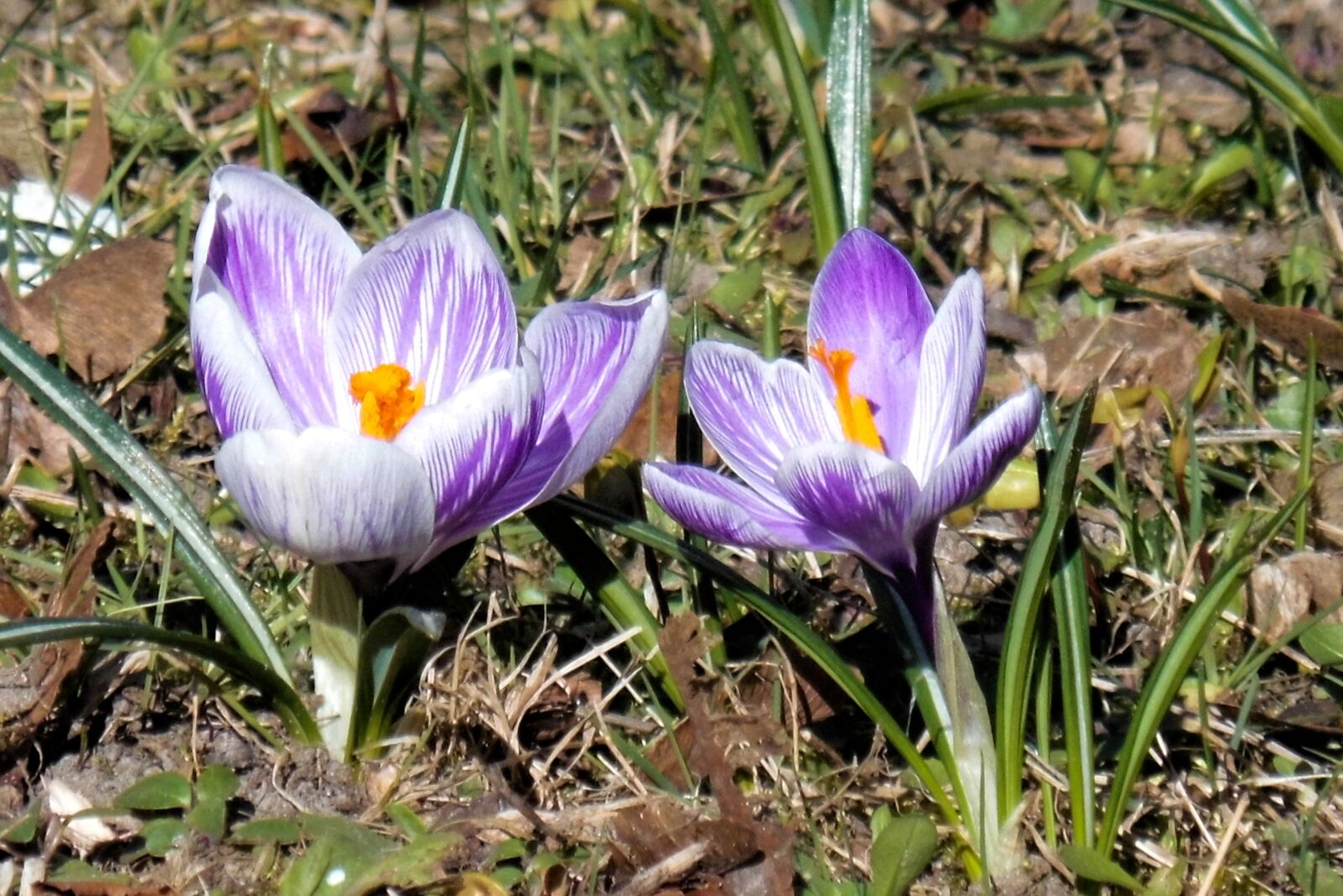 MEDION MD86827 sample photo. Spring meadow, crocus, early photography