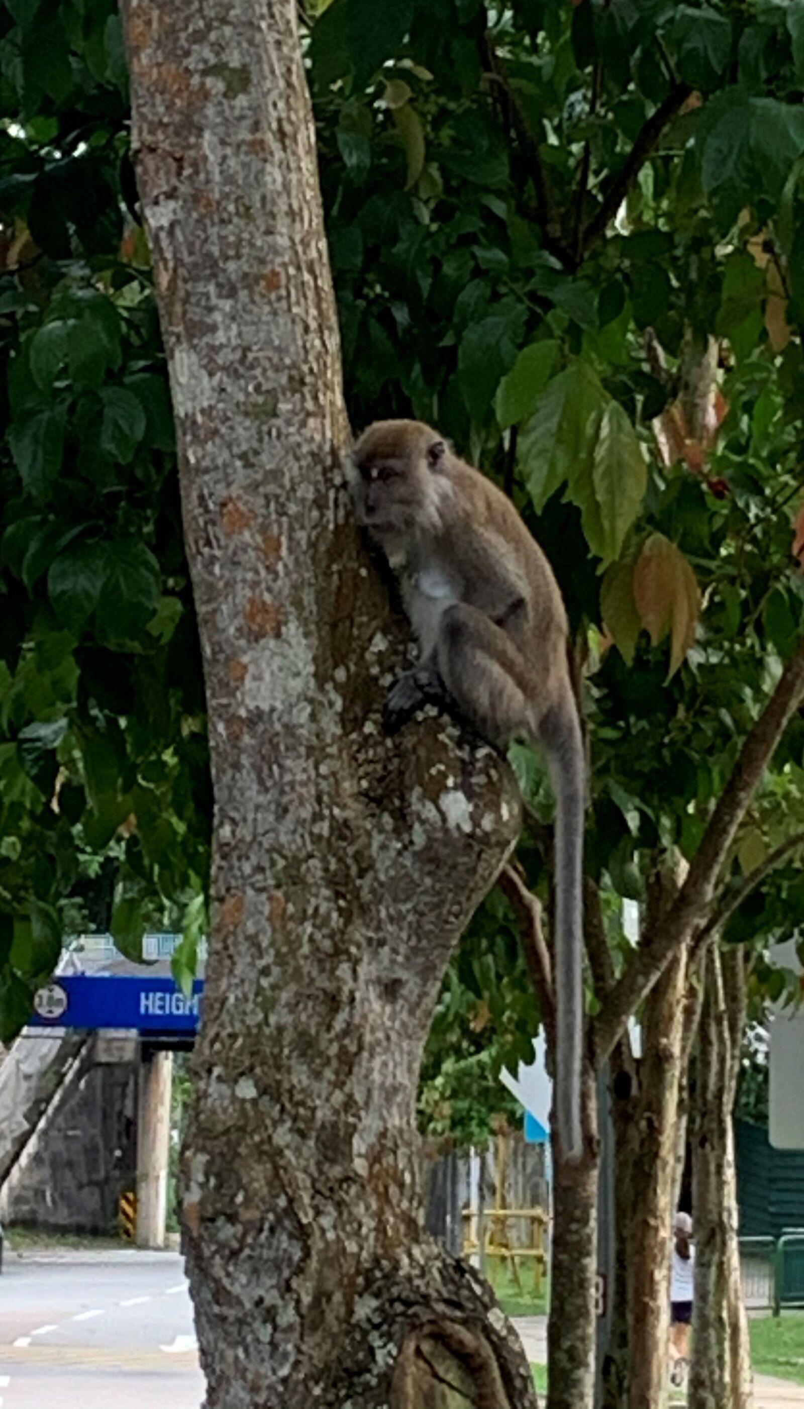 Apple iPhone XR sample photo. Monkey, hidden, funny photography
