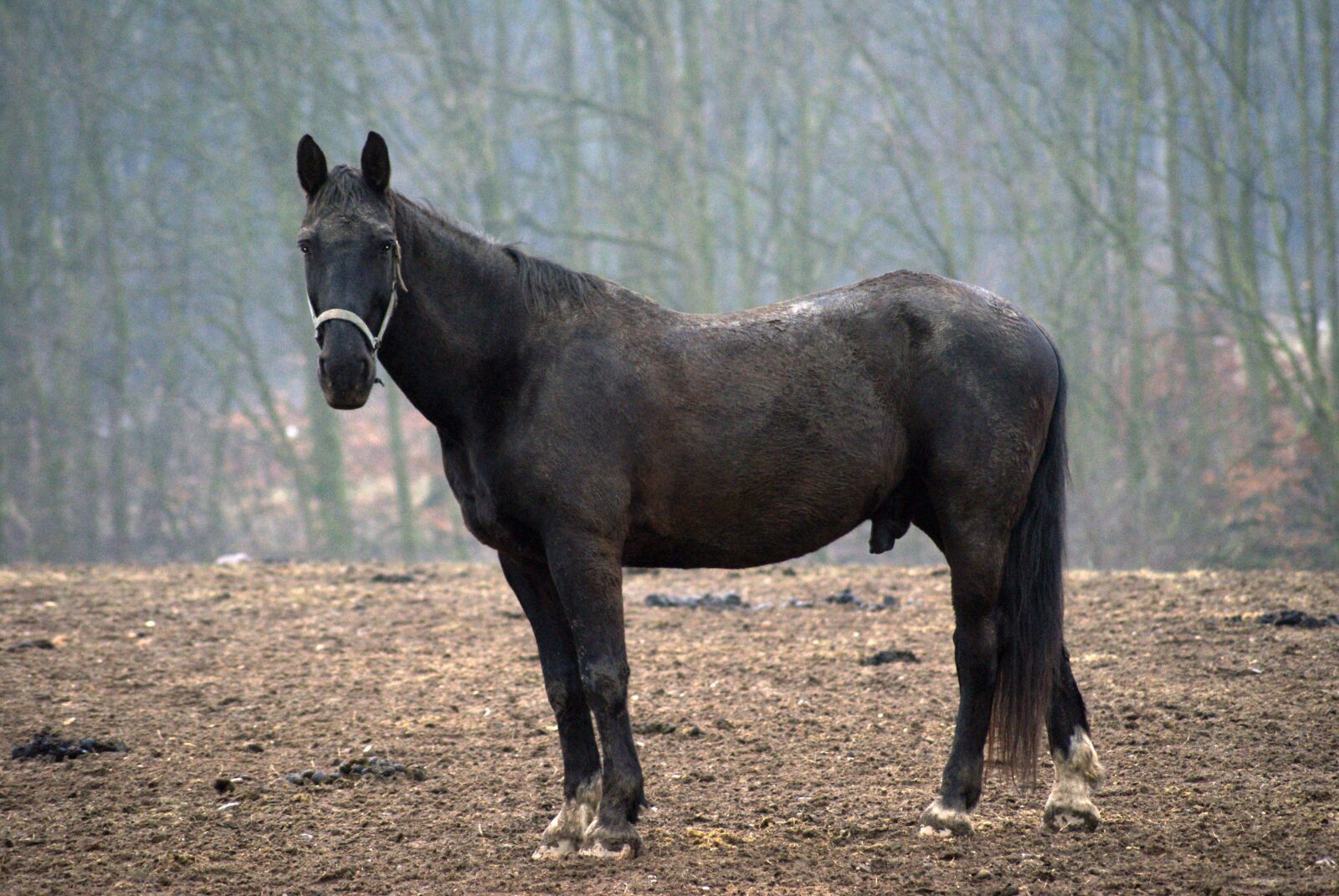 Sony Alpha DSLR-A200 sample photo. Horse, pasture, winter photography